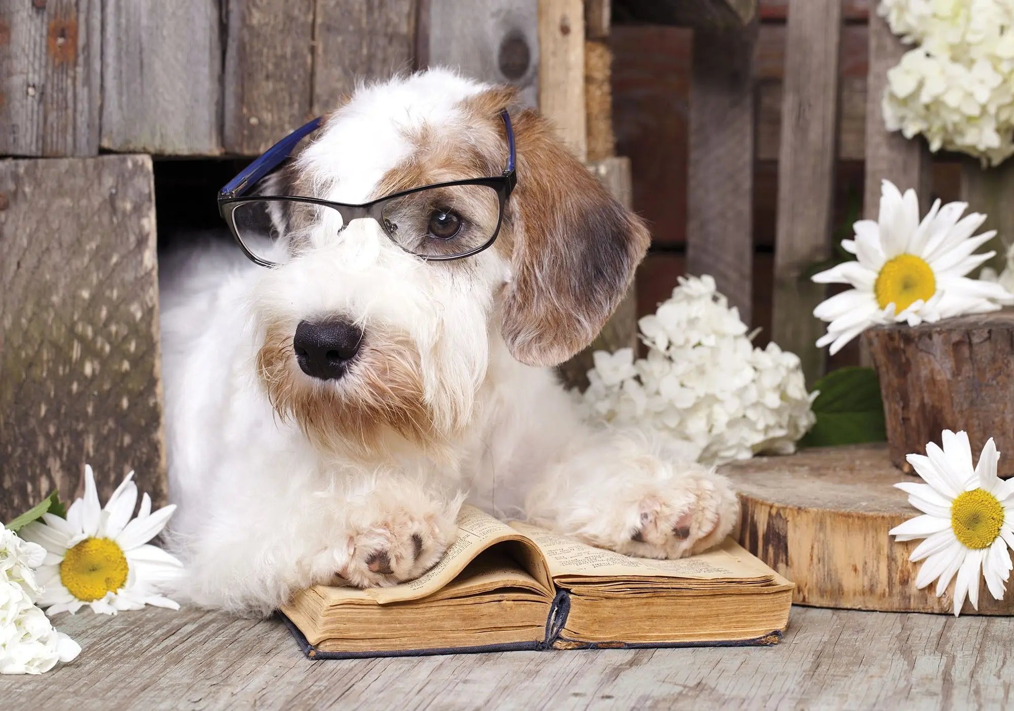 Billede 1 af Fototapet - Hund med briller liggende på åben bog omgivet af blomster