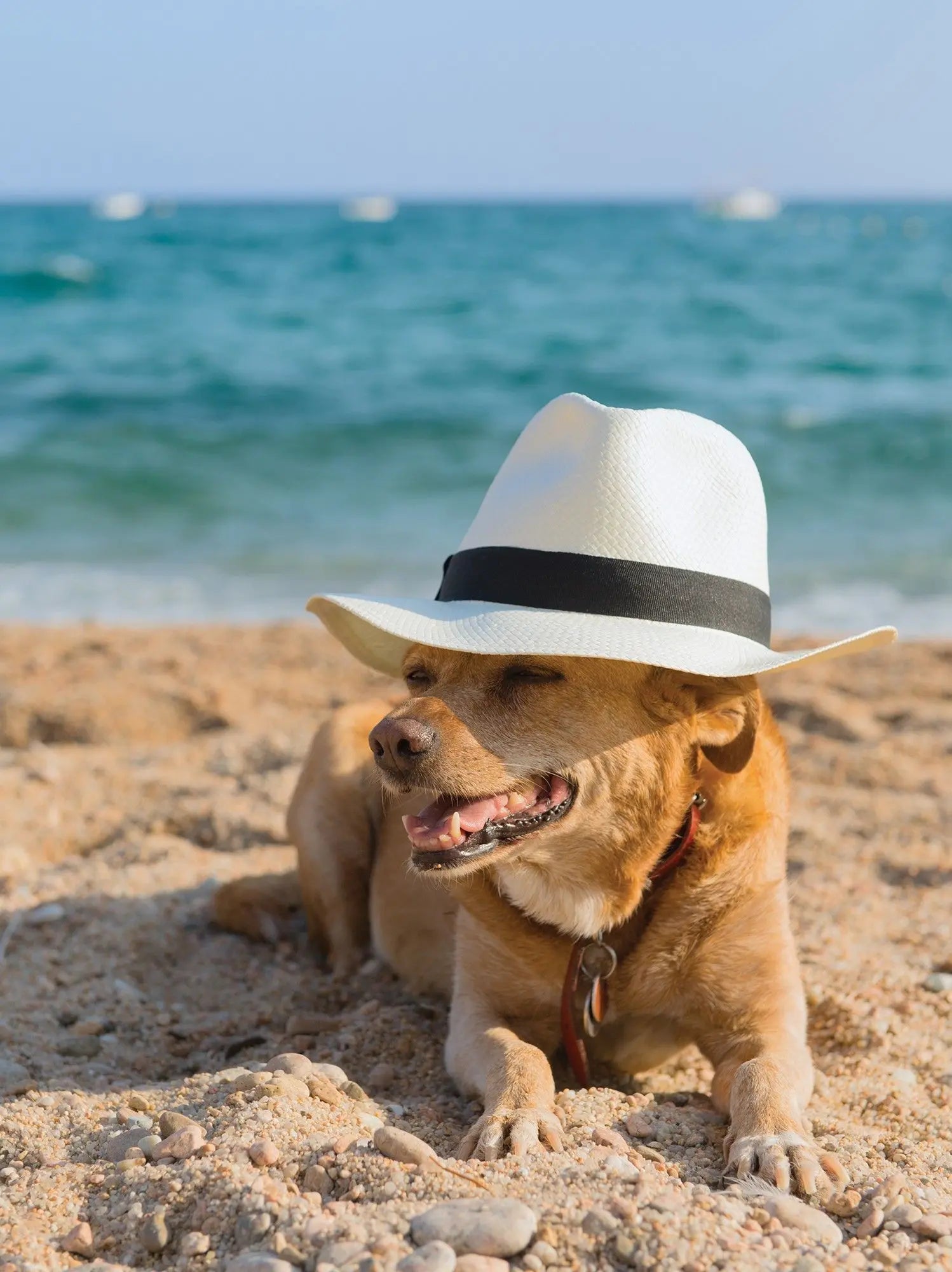 Billede 1 af Fototapet - Hund med hvid hat på sandet strand ved havet