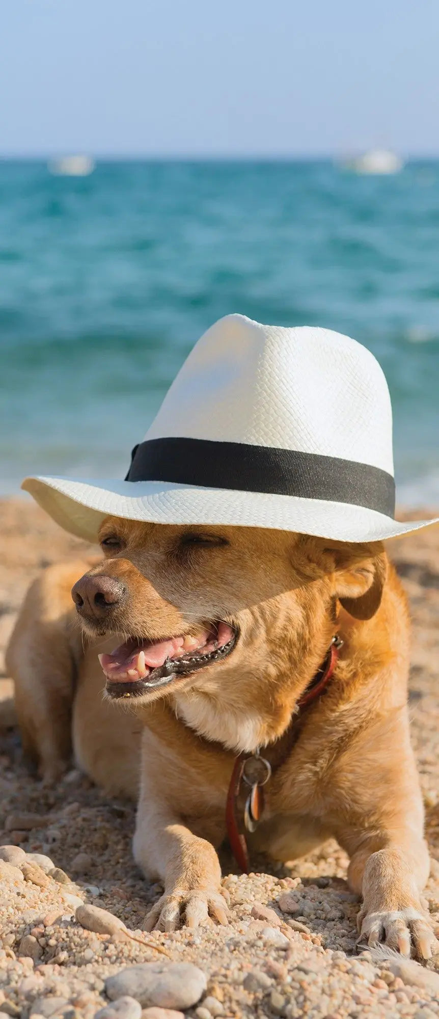 Billede 7 af Fototapet - Hund med hvid hat på sandet strand ved havet