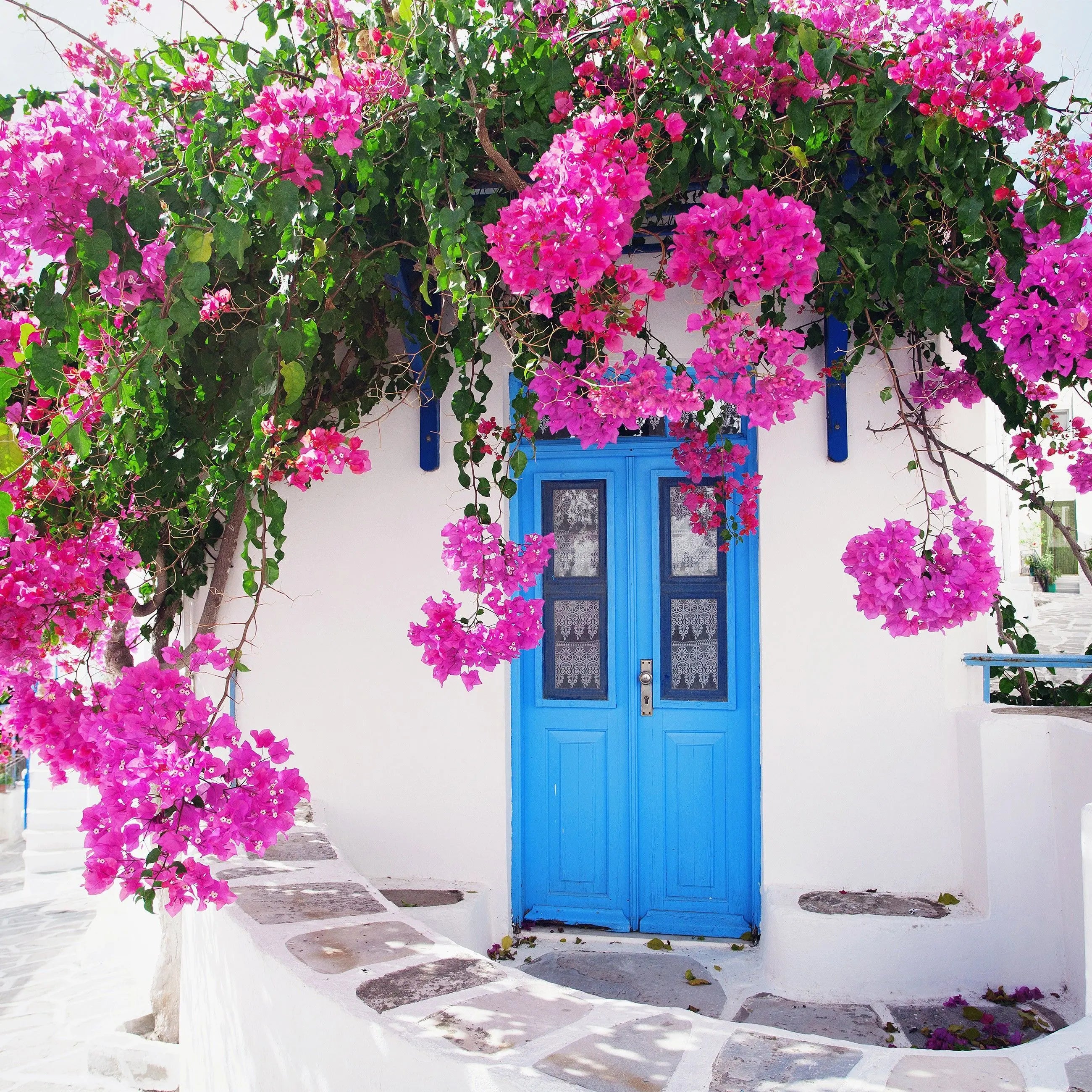 Billede 2 af Fototapet - Hvid bygning med blå dør og lyserød bougainvillea