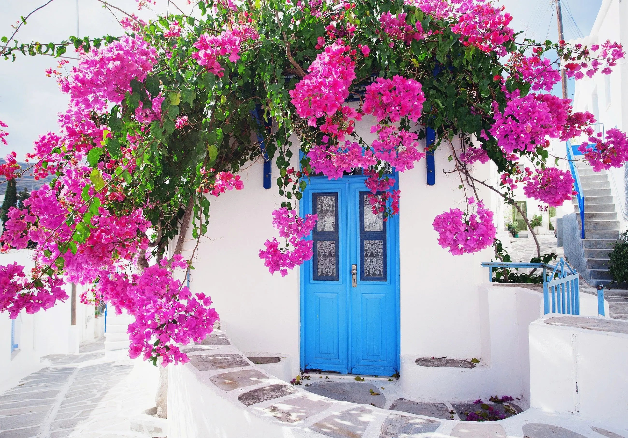 Billede 6 af Fototapet - Hvid bygning med blå dør og lyserød bougainvillea