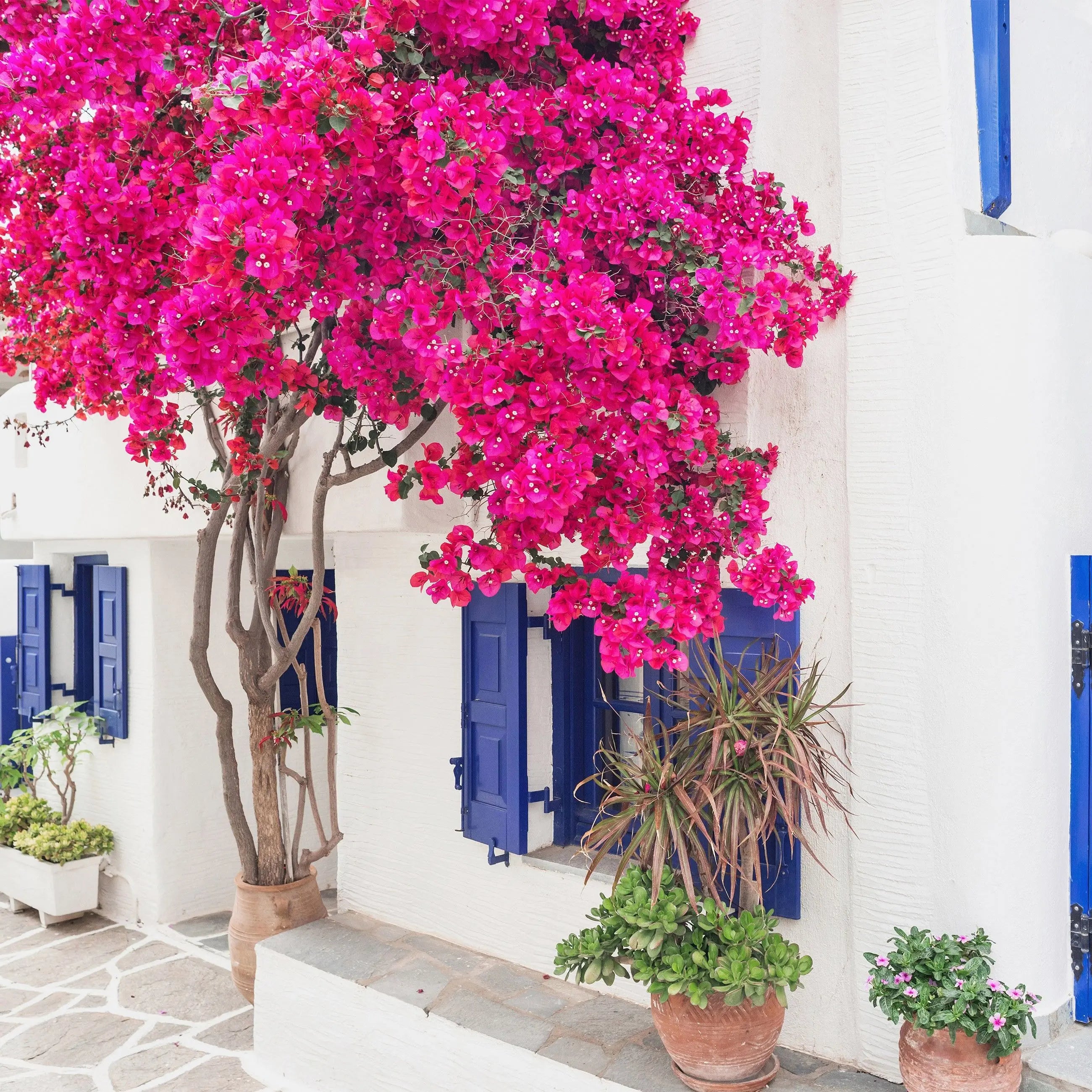 Billede 2 af Fototapet - Hvid bygning med bougainvillea og blå skodder