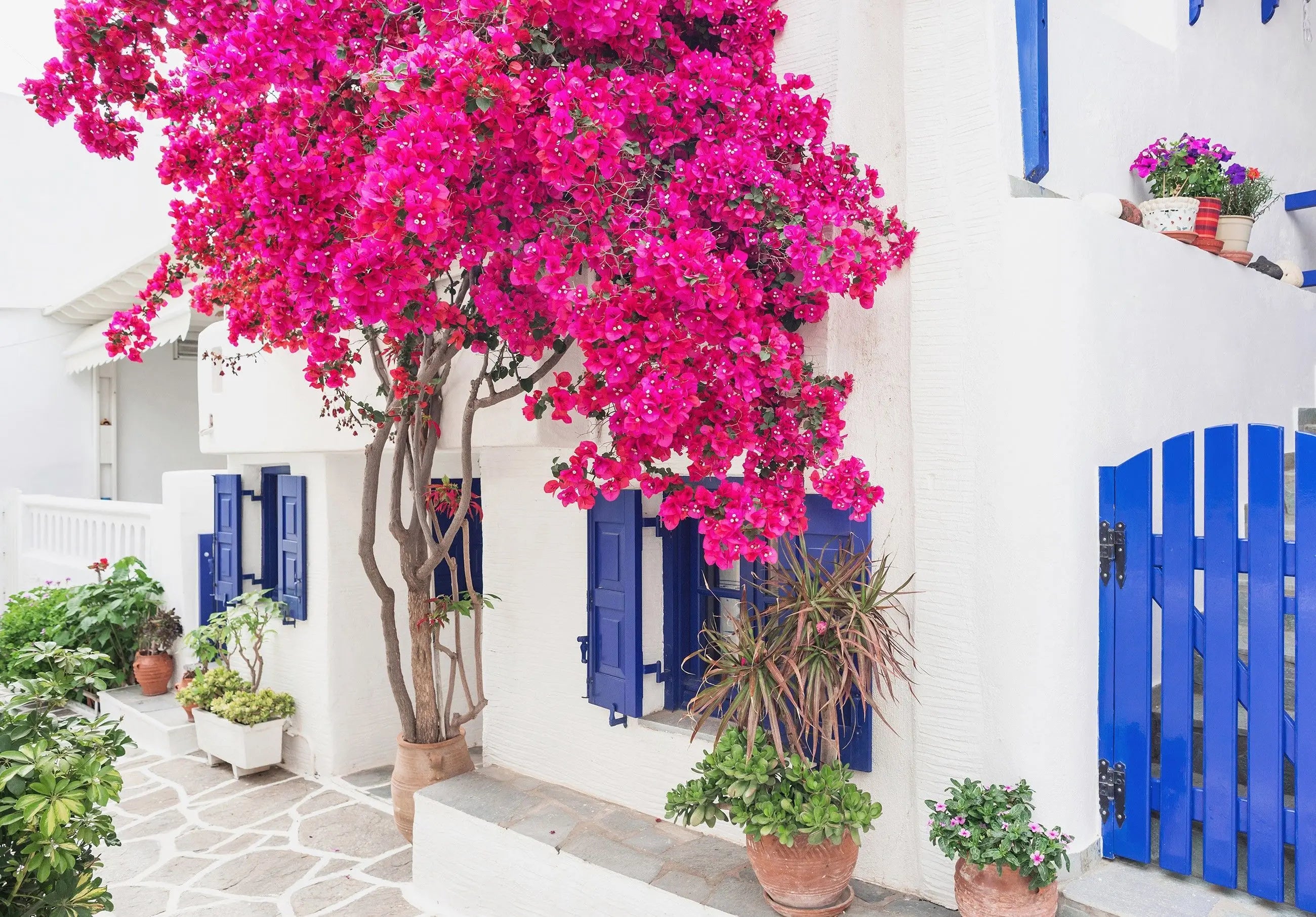 Billede 6 af Fototapet - Hvid bygning med bougainvillea og blå skodder