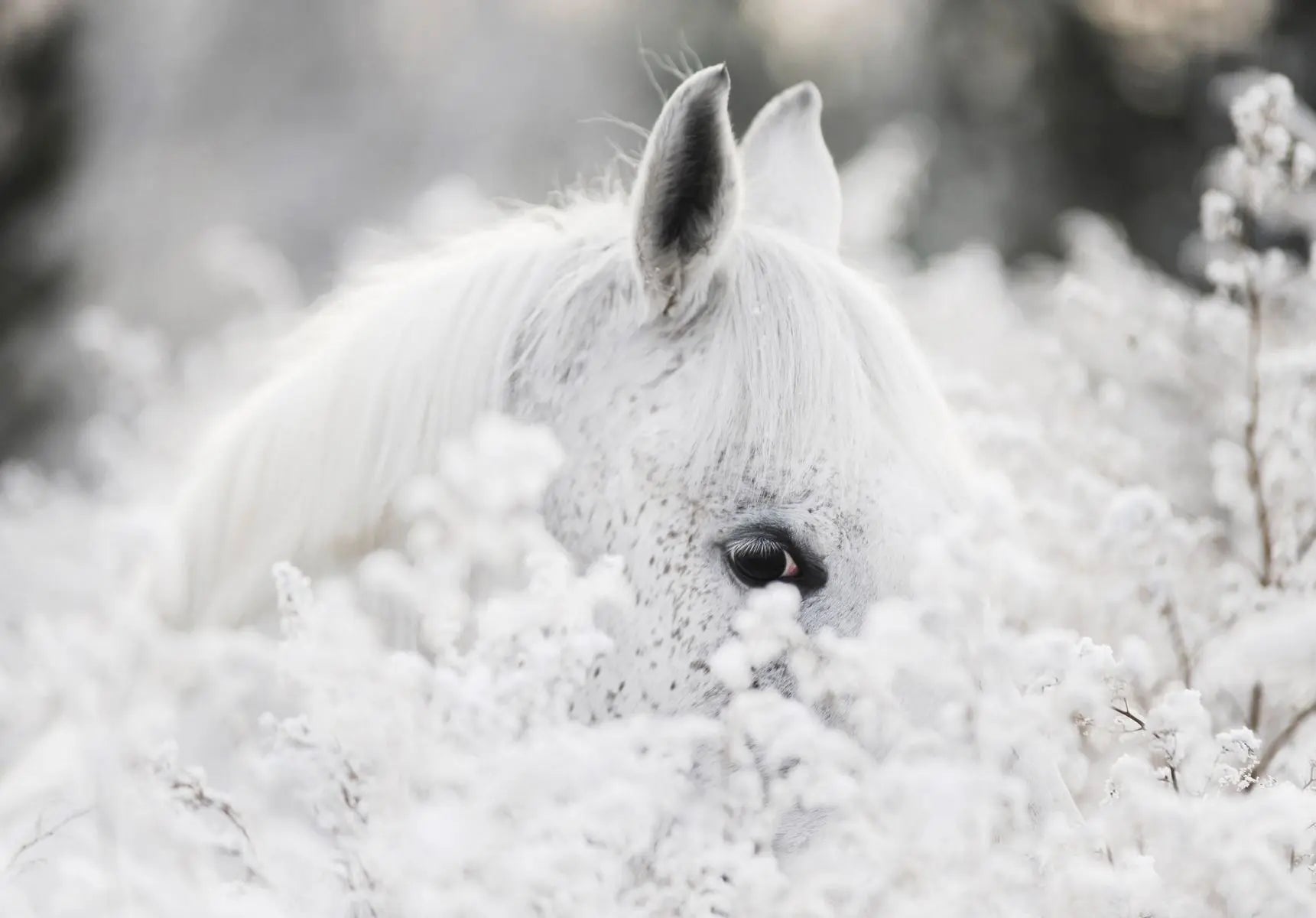 Billede 1 af Fototapet - Hvid hest blandt sneklædte planter