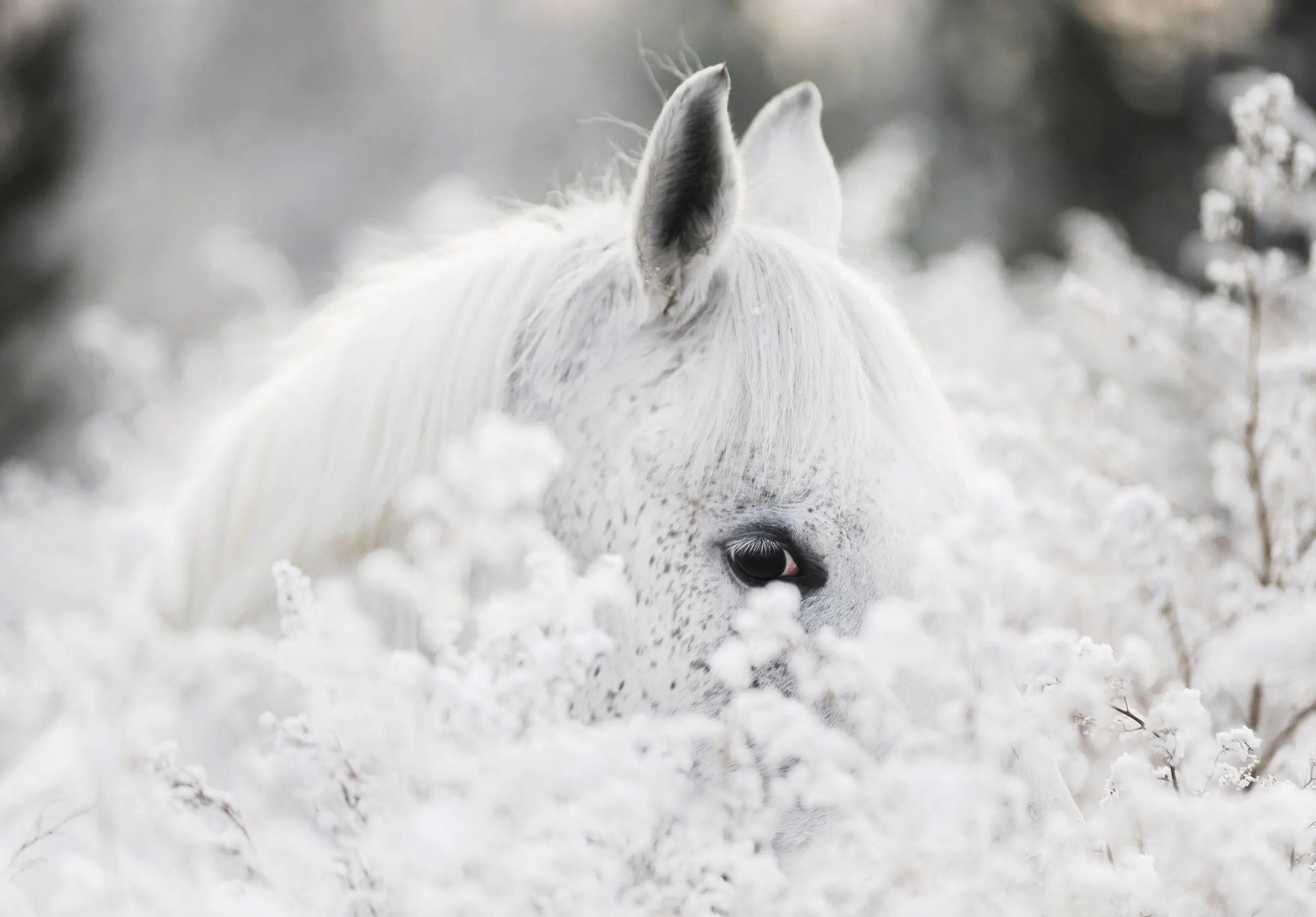 Billede 2 af Fototapet - Hvid hest blandt sneklædte planter