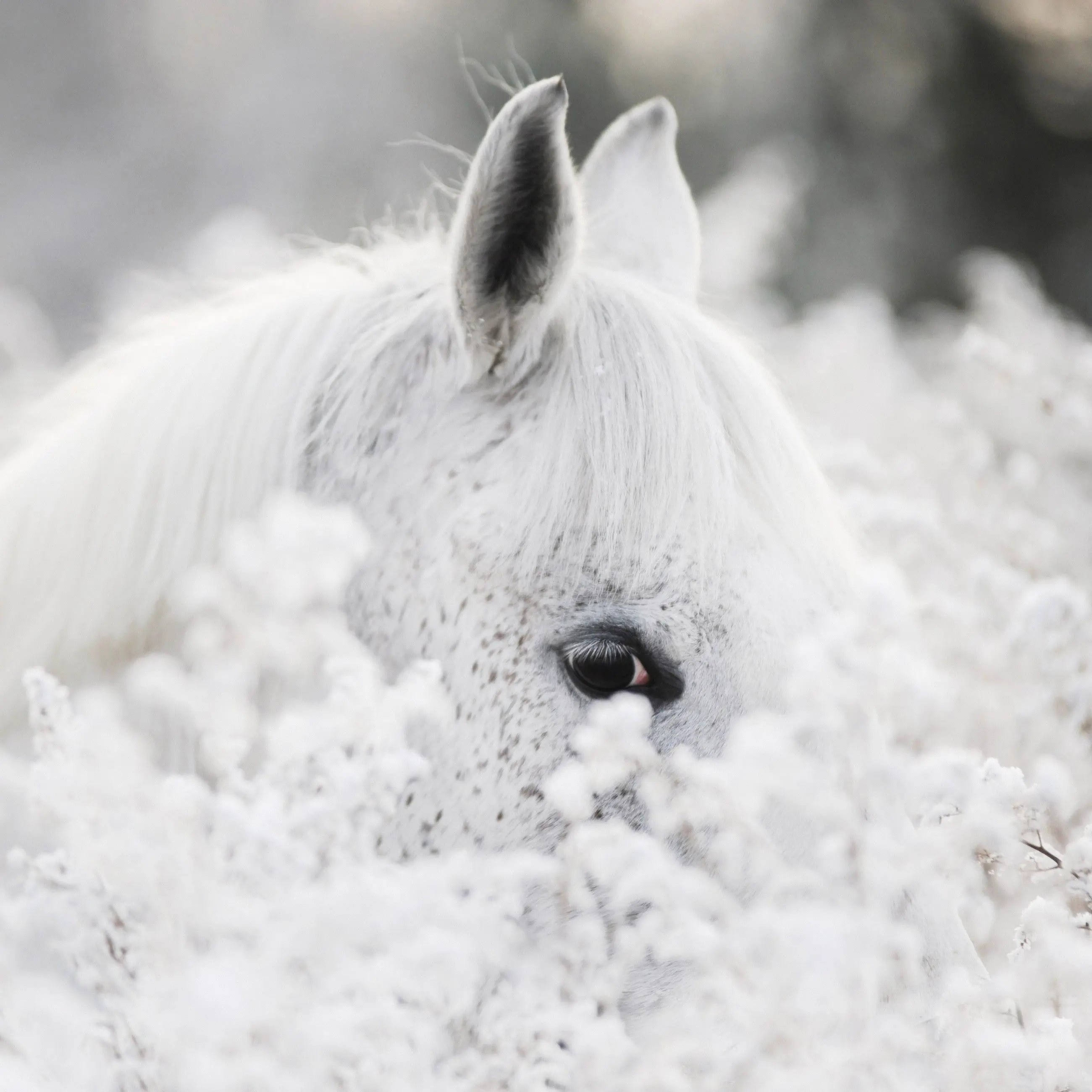 Billede 8 af Fototapet - Hvid hest blandt sneklædte planter