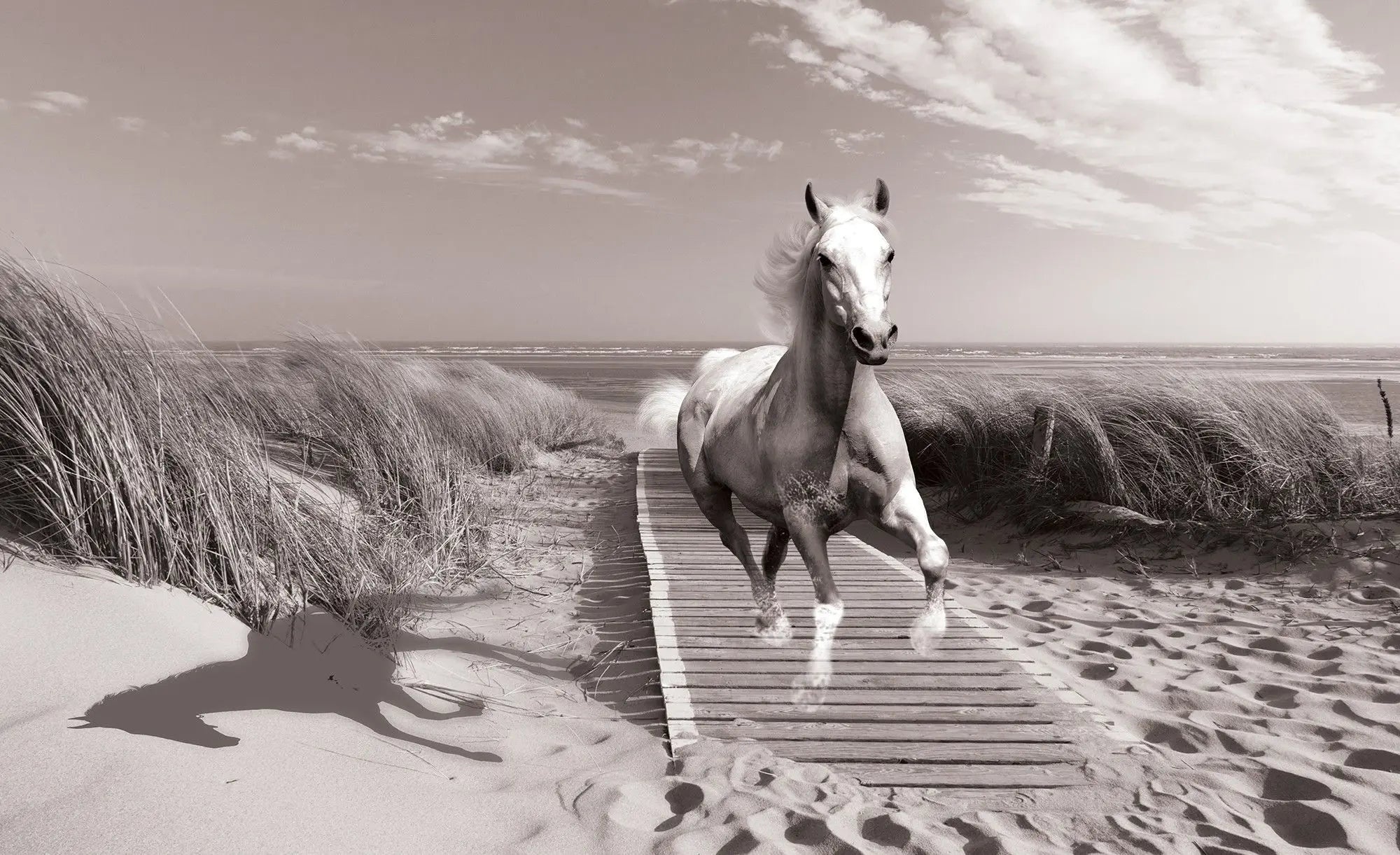 Billede 1 af Fototapet - Hvid hest galopperer på sandstrand med træbro og klitter