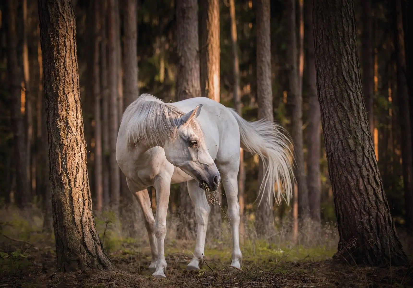 Billede 1 af Fototapet - Hvid hest i skovlysning mellem fyrretræer