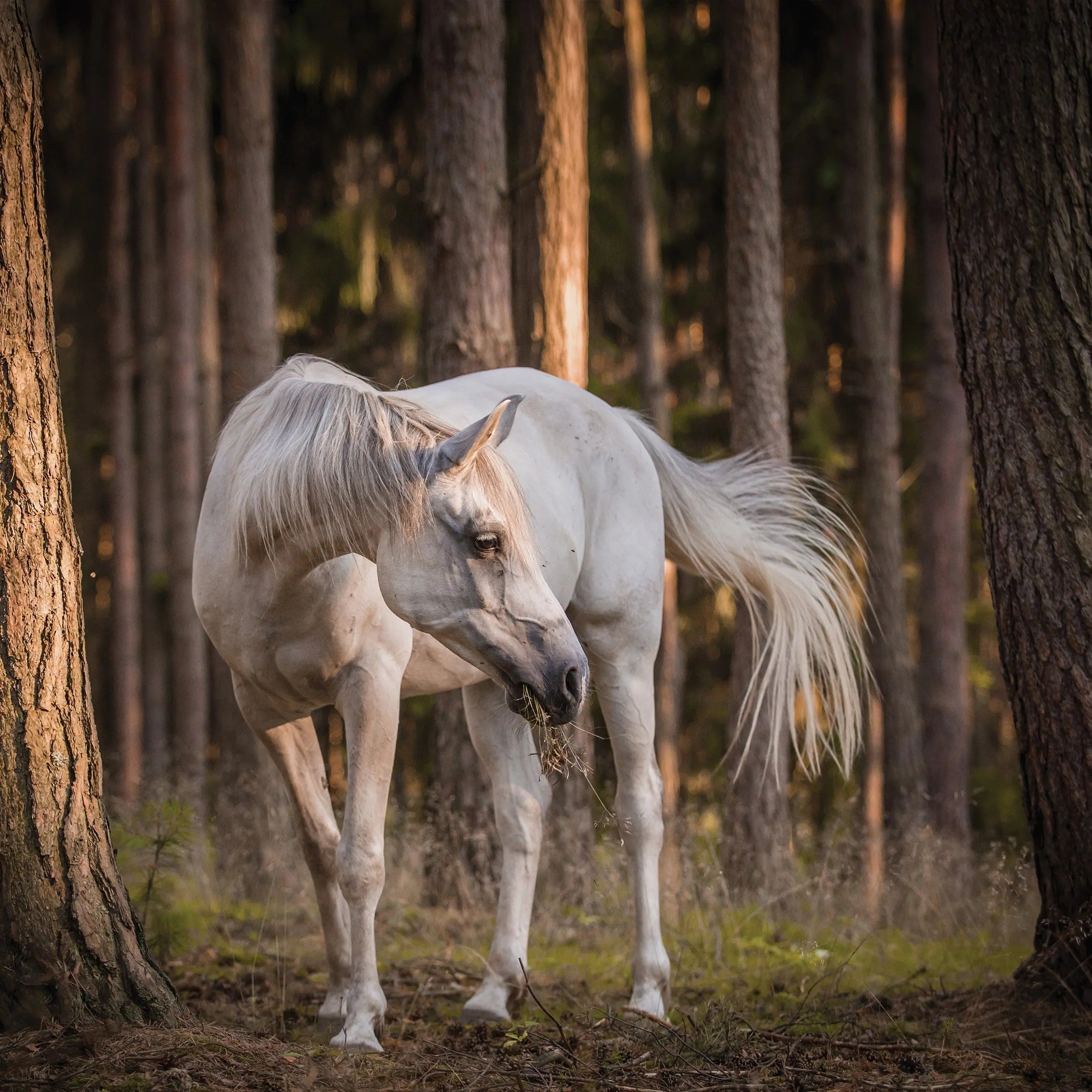 Billede 13 af Fototapet - Hvid hest i skovlysning mellem fyrretræer