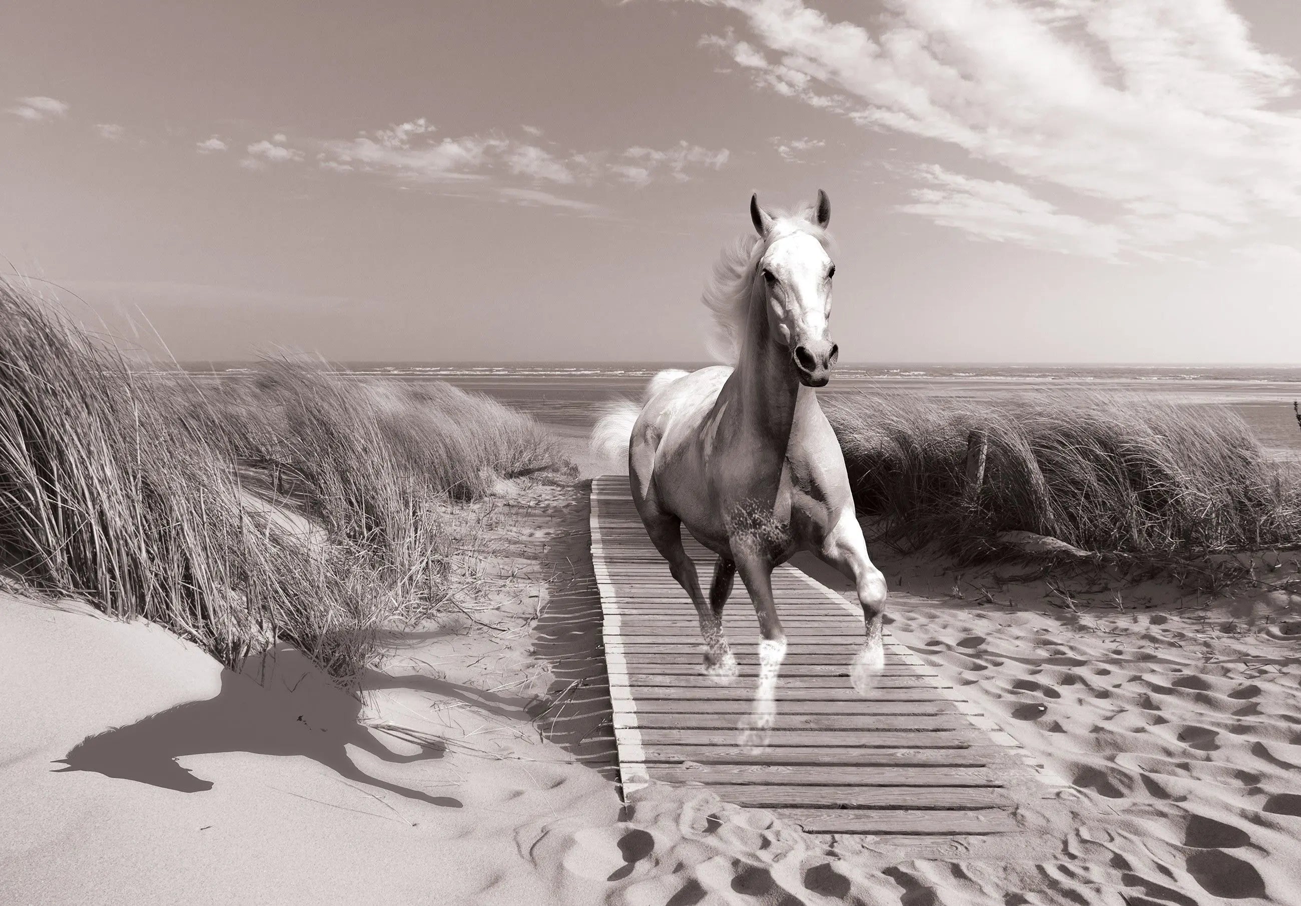 Billede 3 af Fototapet - Hvid hest løber på træsti ved strand med marehalm