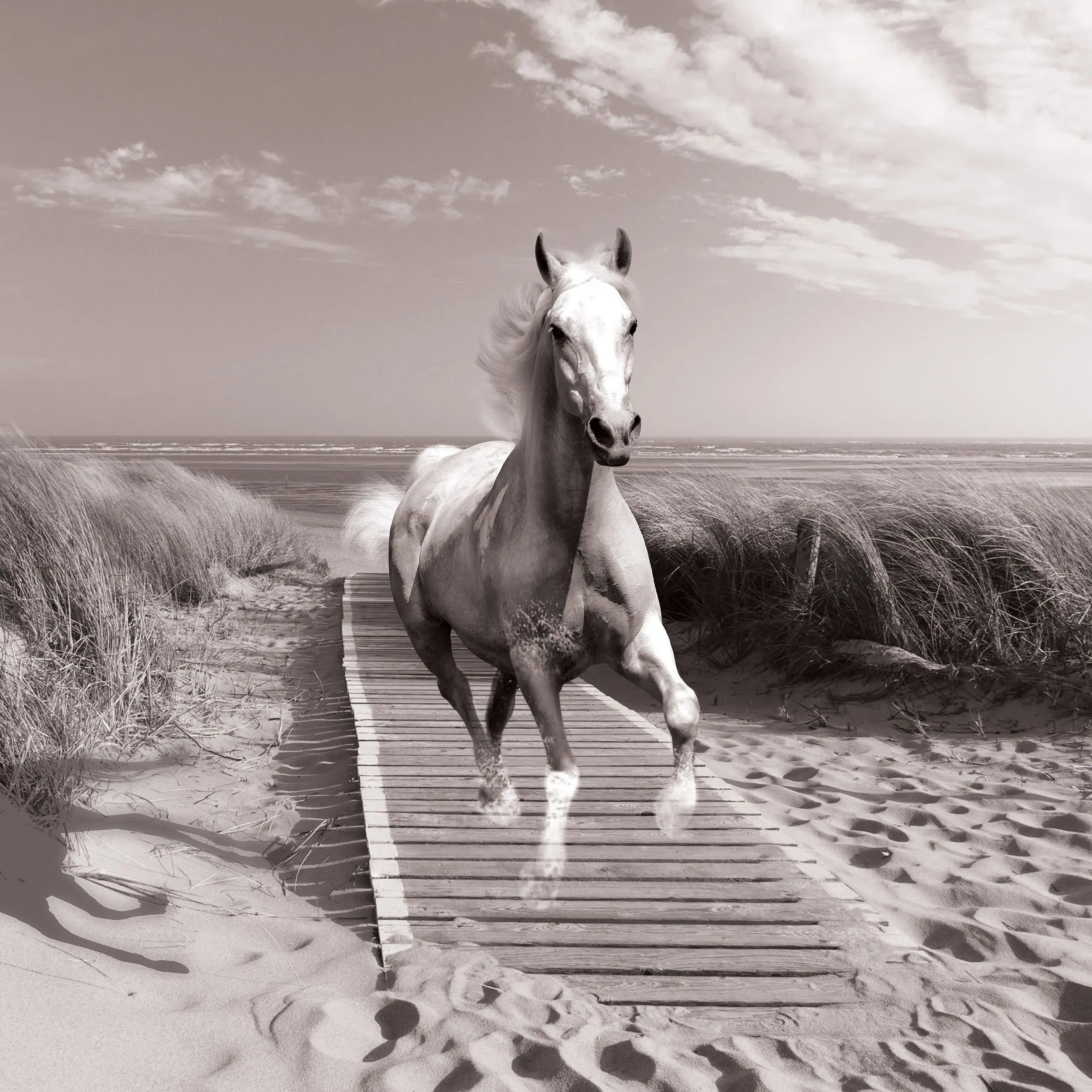 Billede 9 af Fototapet - Hvid hest løber på træsti ved strand med marehalm