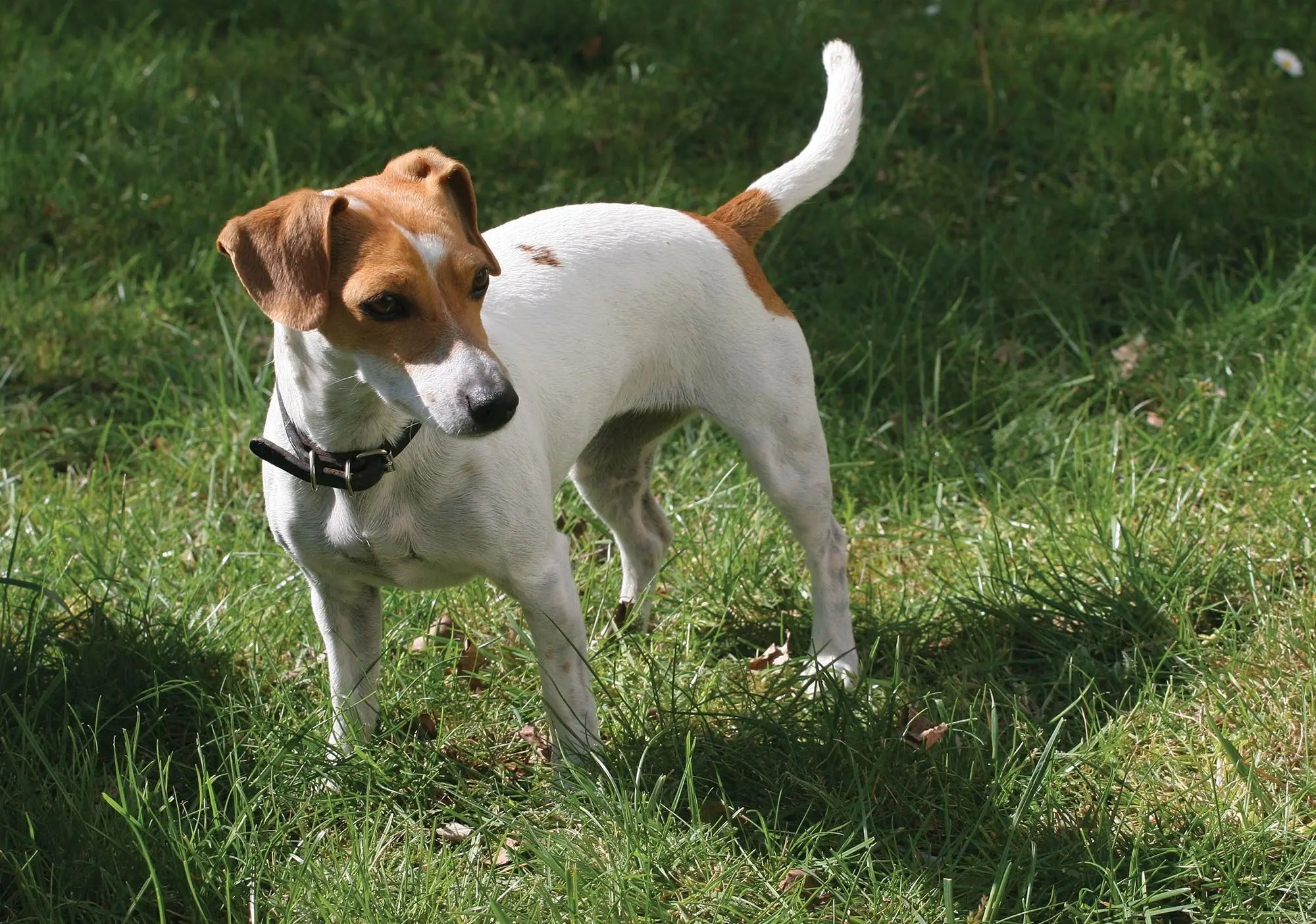 Billede 1 af Fototapet - Jack Russell terrier stående på græsplæne