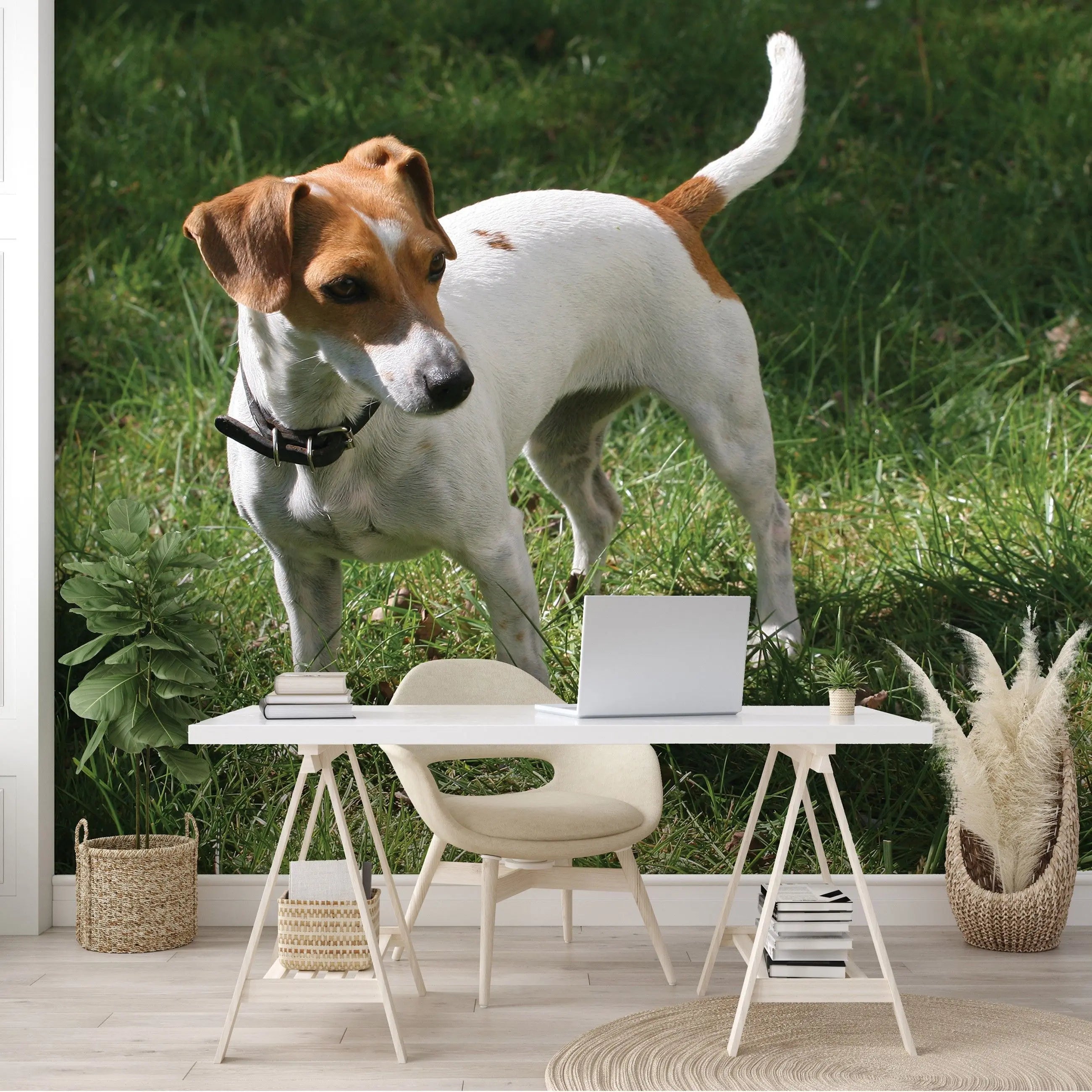 Billede 10 af Fototapet - Jack Russell terrier stående på græsplæne