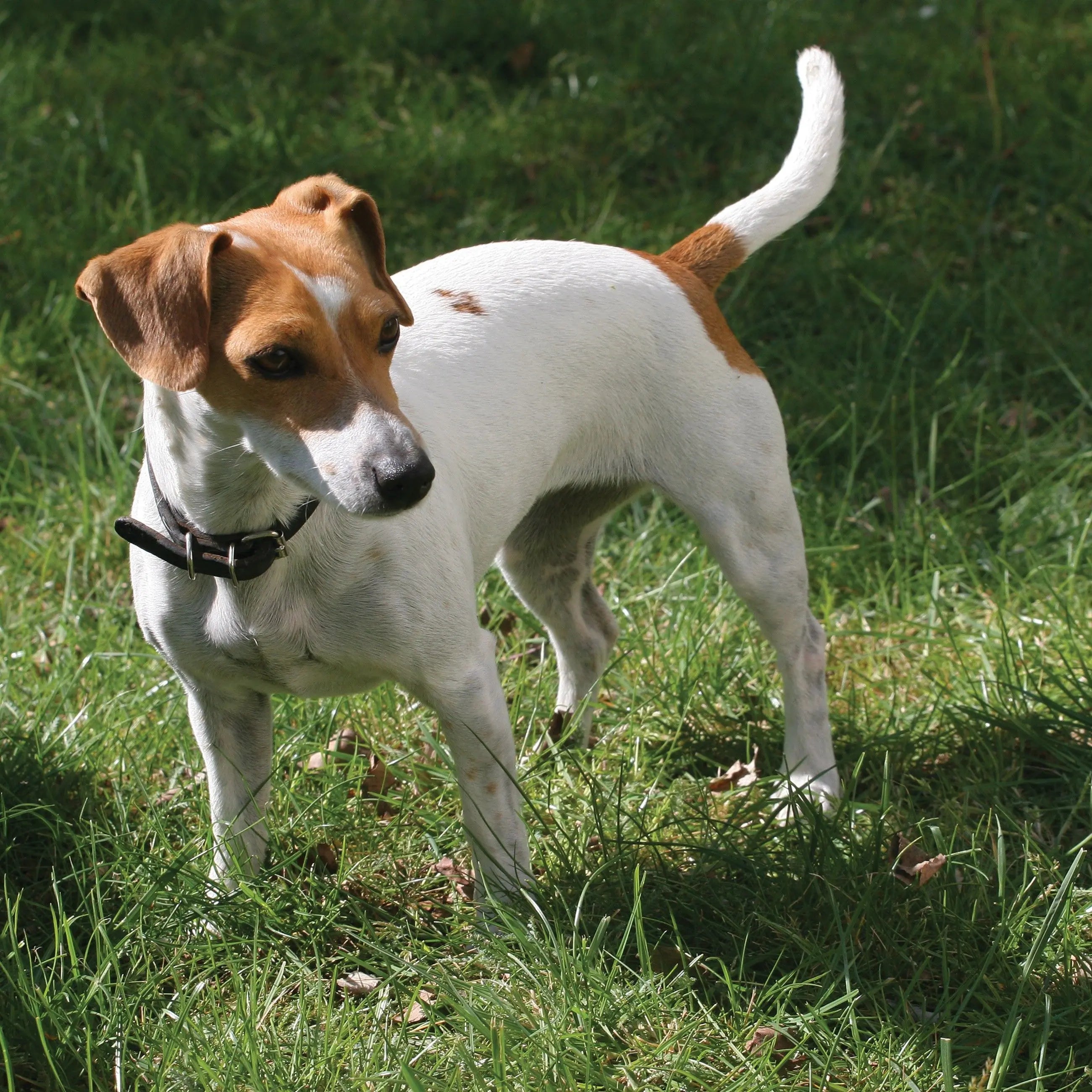 Billede 11 af Fototapet - Jack Russell terrier stående på græsplæne