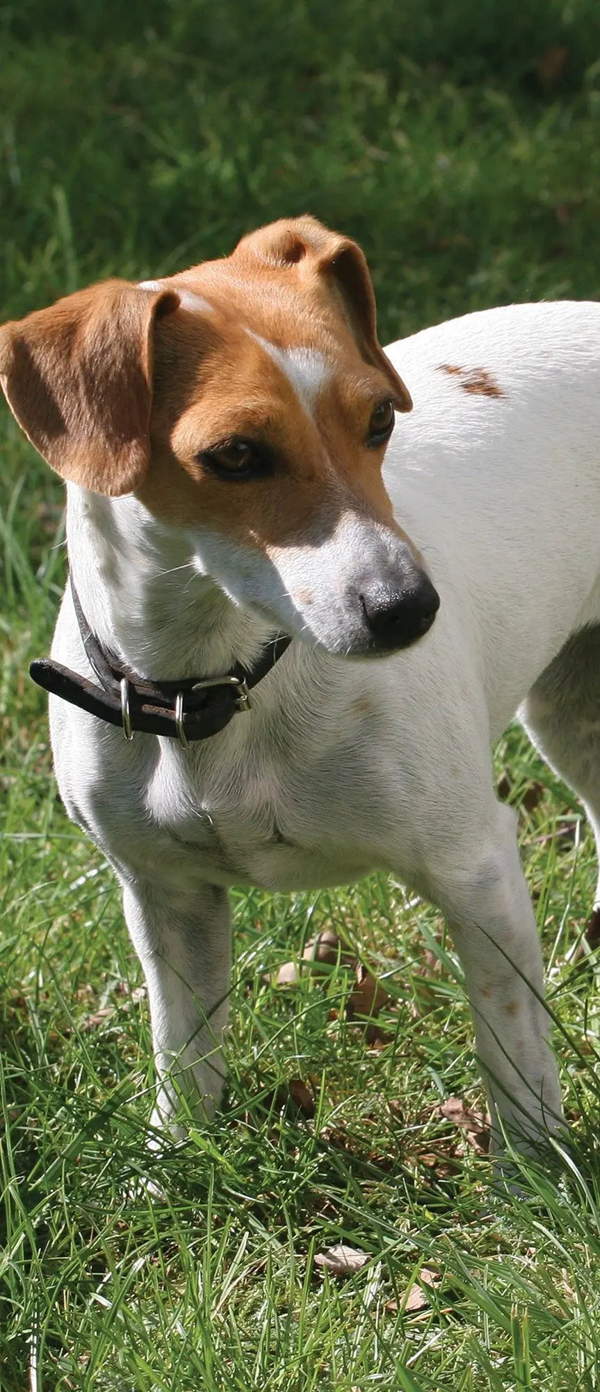 Billede 12 af Fototapet - Jack Russell terrier stående på græsplæne