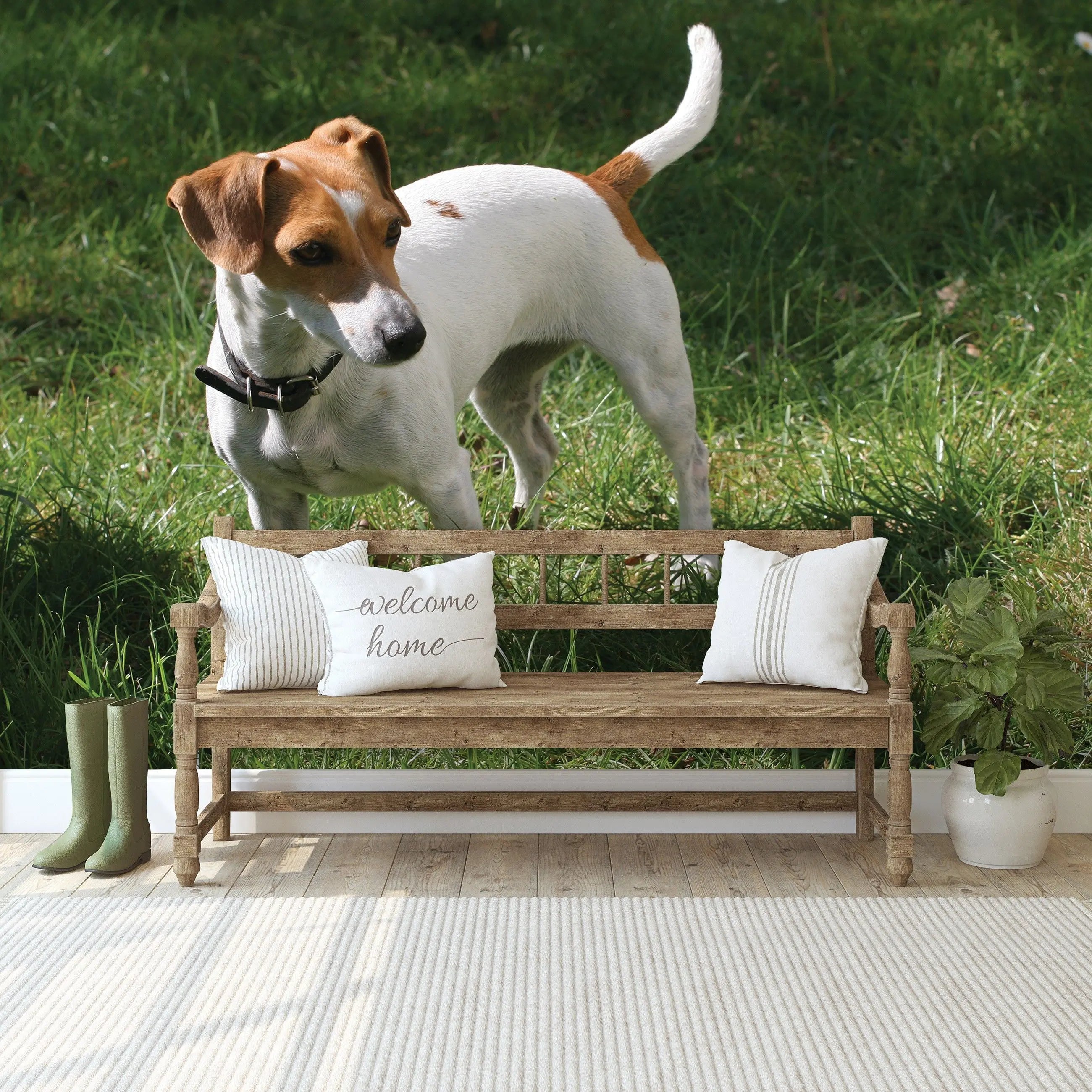 Billede 9 af Fototapet - Jack Russell terrier stående på græsplæne