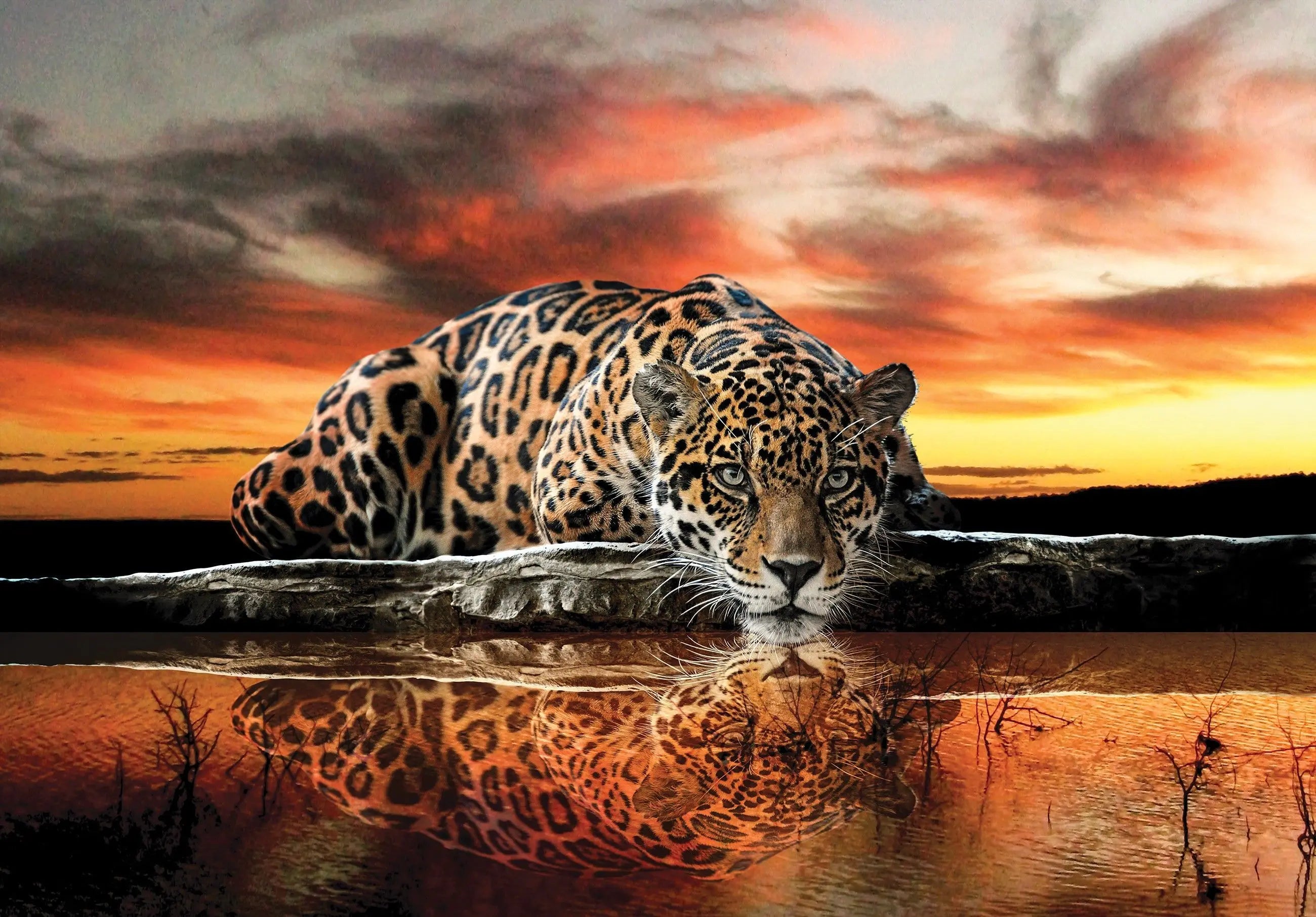 Billede 1 af Fototapet - Jaguar ved vandet i solnedgang