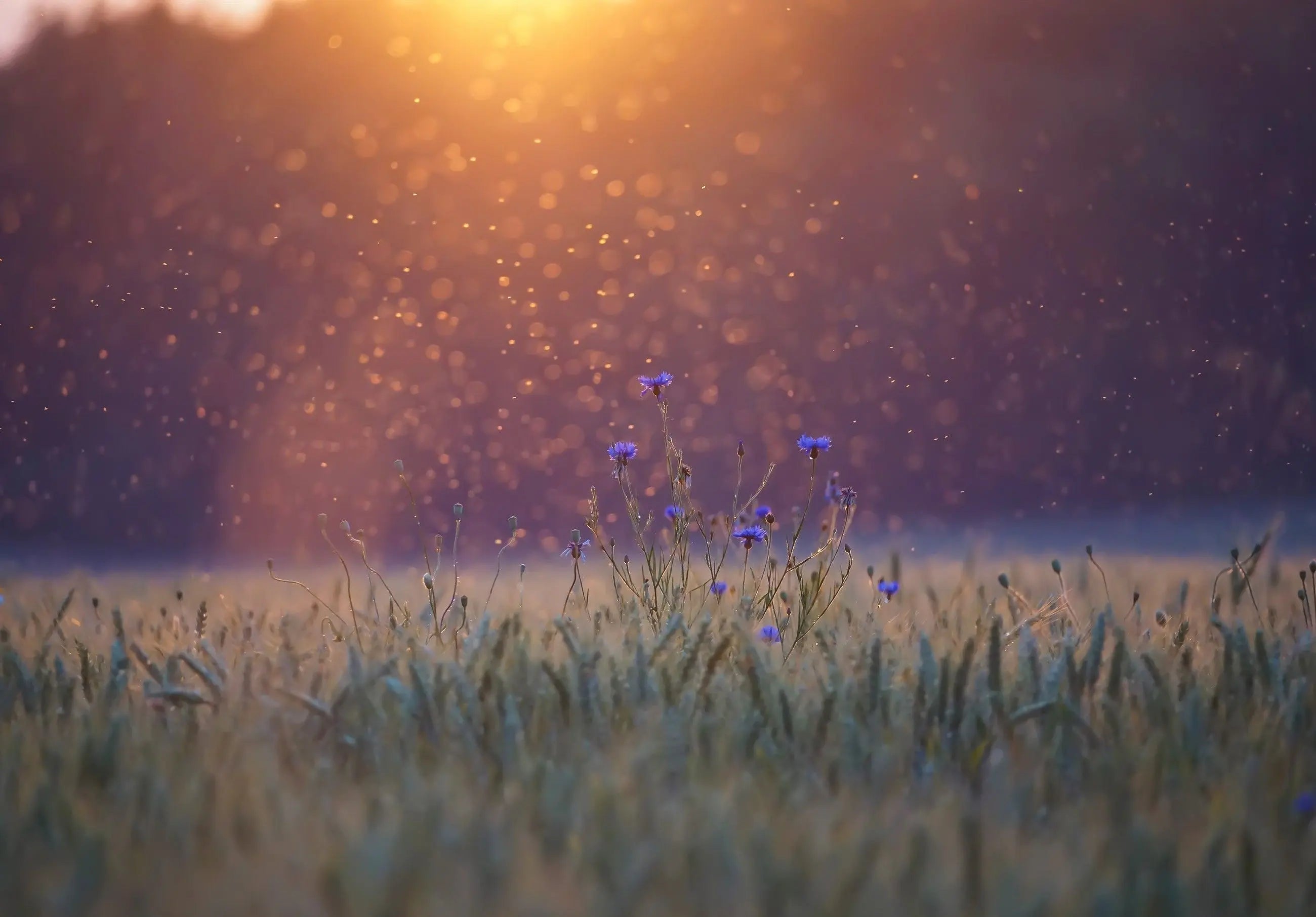 Billede 1 af Fototapet - Kornblomster i eng ved solnedgang