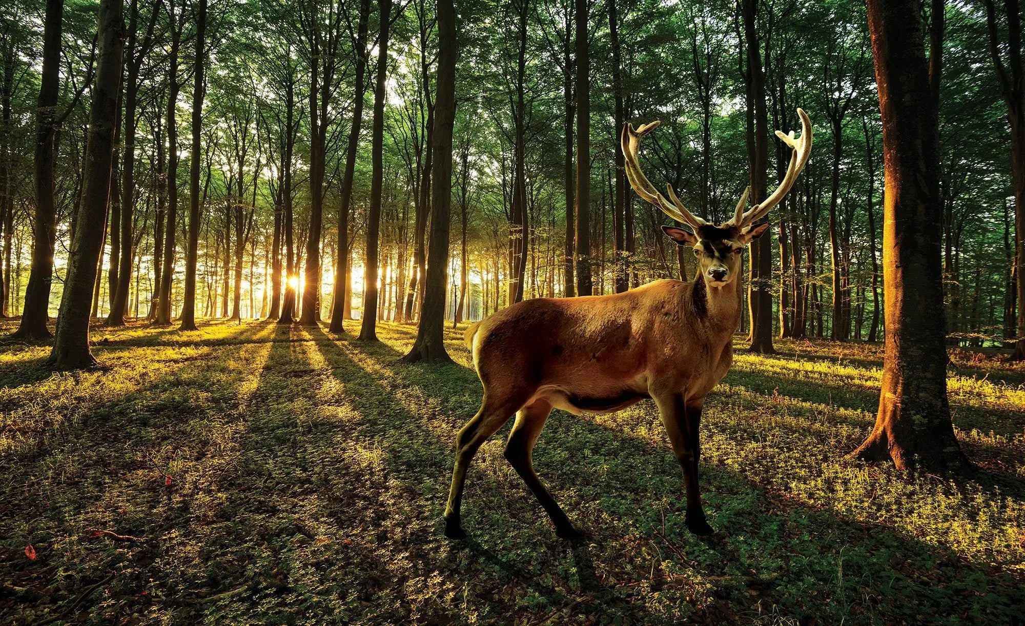 Billede 1 af Fototapet - Kronhjort i solopgang lys skov