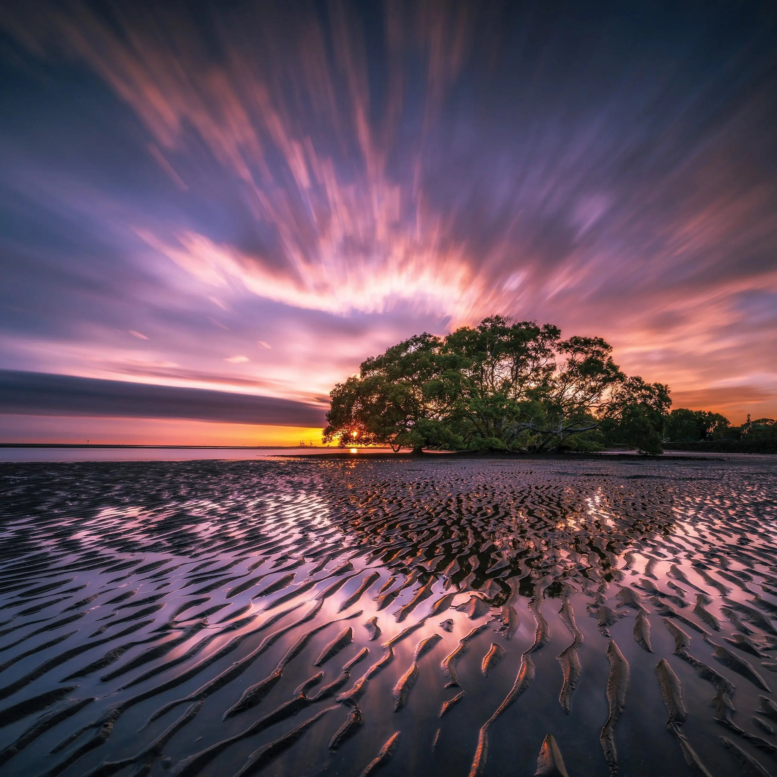 Billede 15 af Fototapet - Lavendel ved solnedgang med træ i silhuet