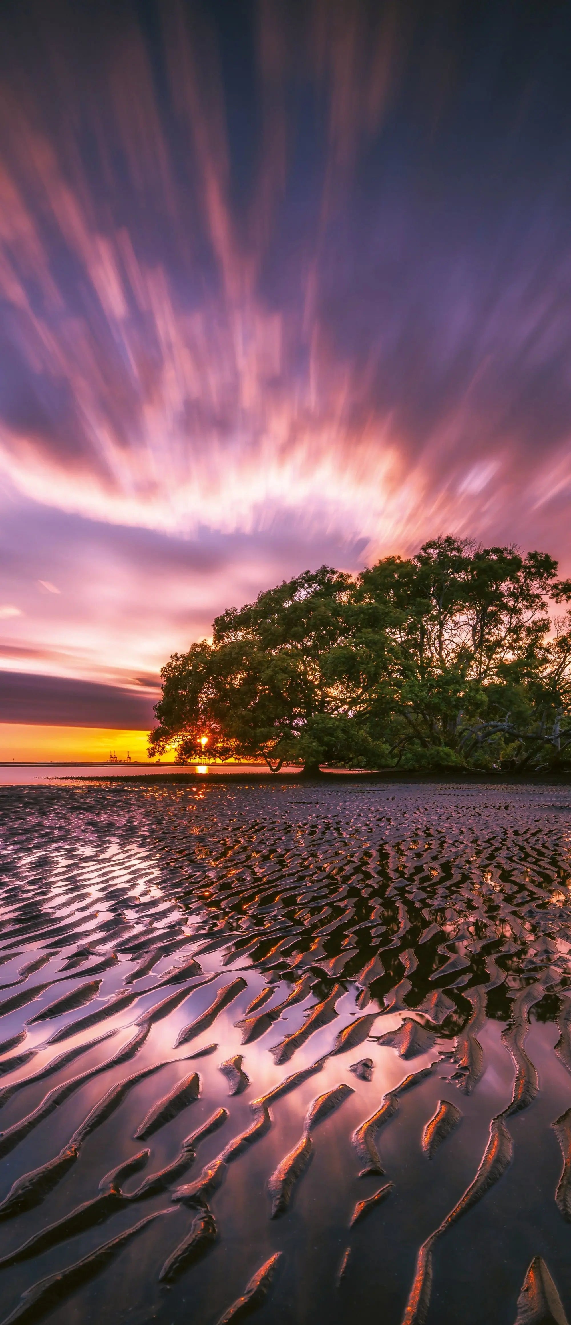 Billede 16 af Fototapet - Lavendel ved solnedgang med træ i silhuet