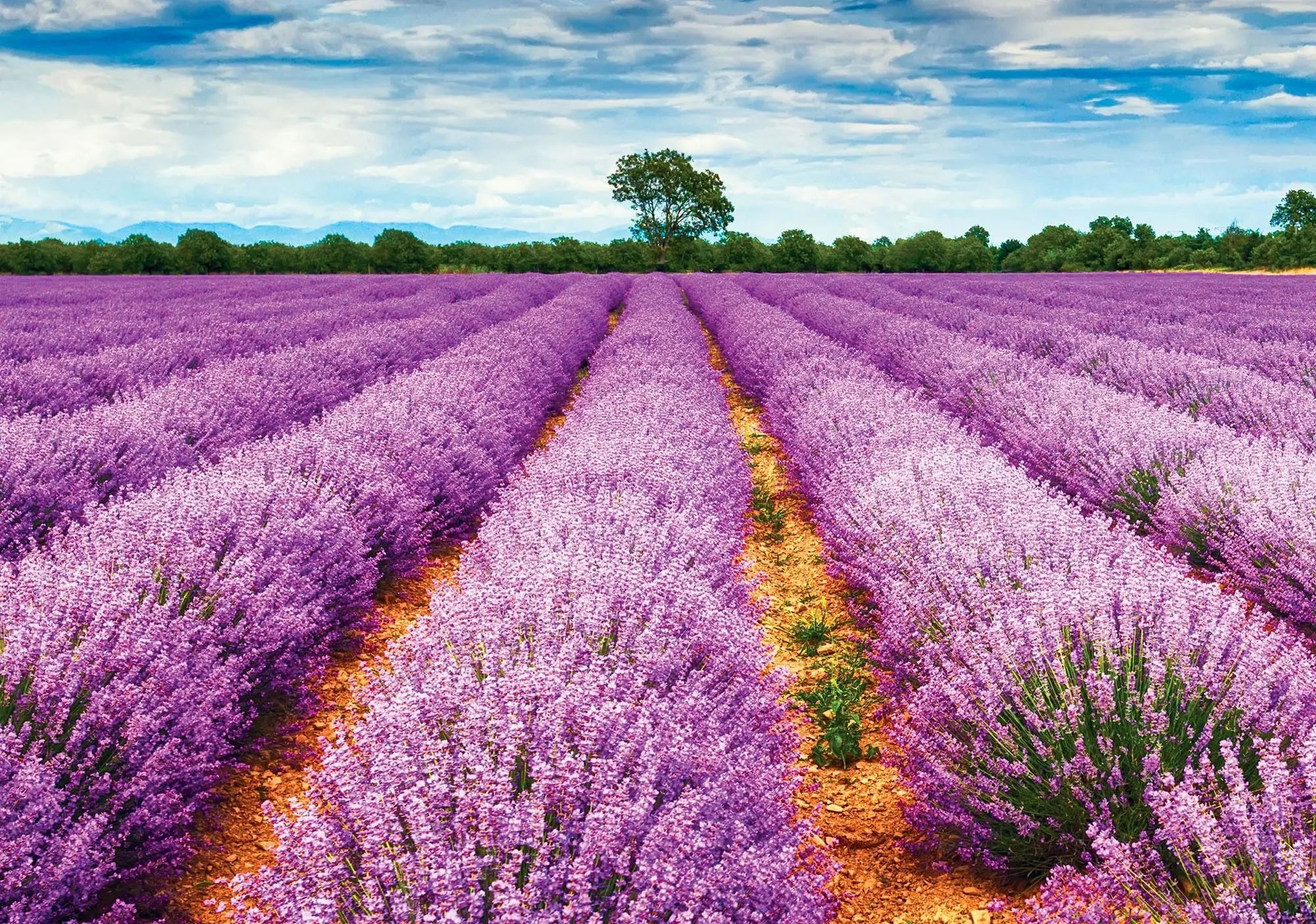 Billede 1 af Fototapet - Lavendelmark med blå himmel og træ i horisonten