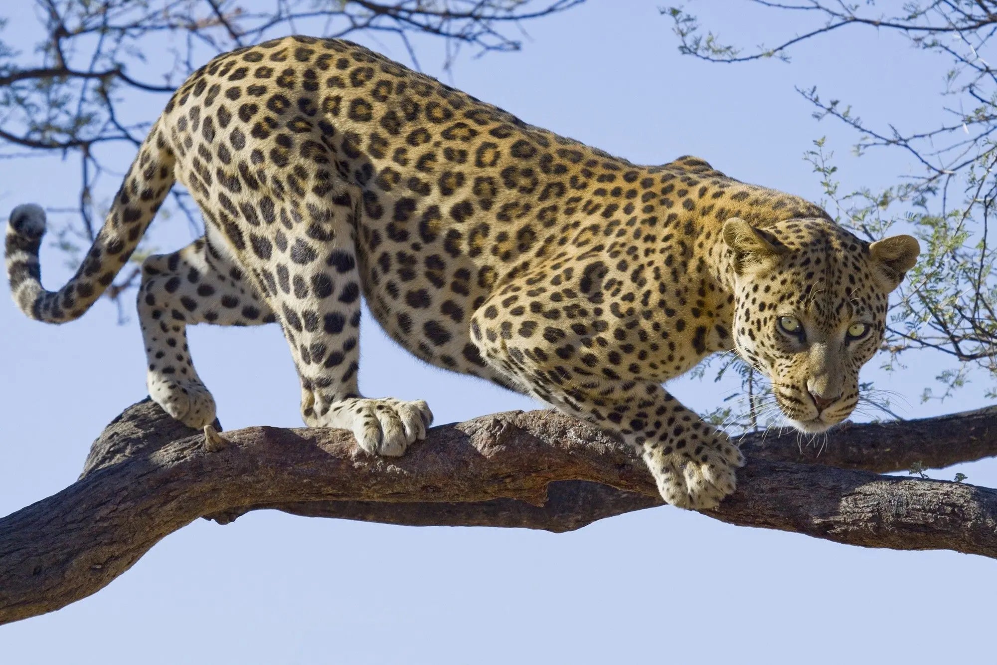 Billede 1 af Fototapet - Leopard på trægren under blå himmel