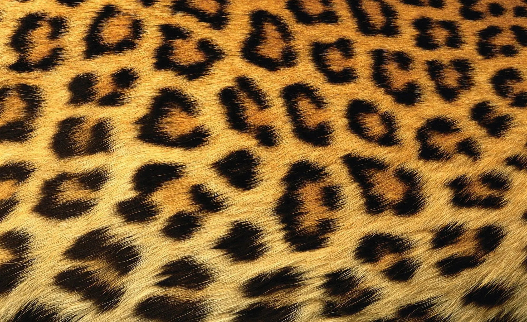 Billede 1 af Fototapet - Leopardmønster pels