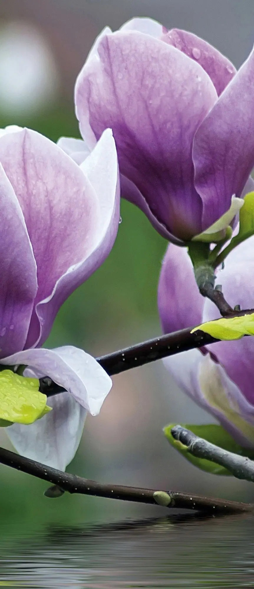 Billede 8 af Fototapet - Lilla magnoliablomster på gren