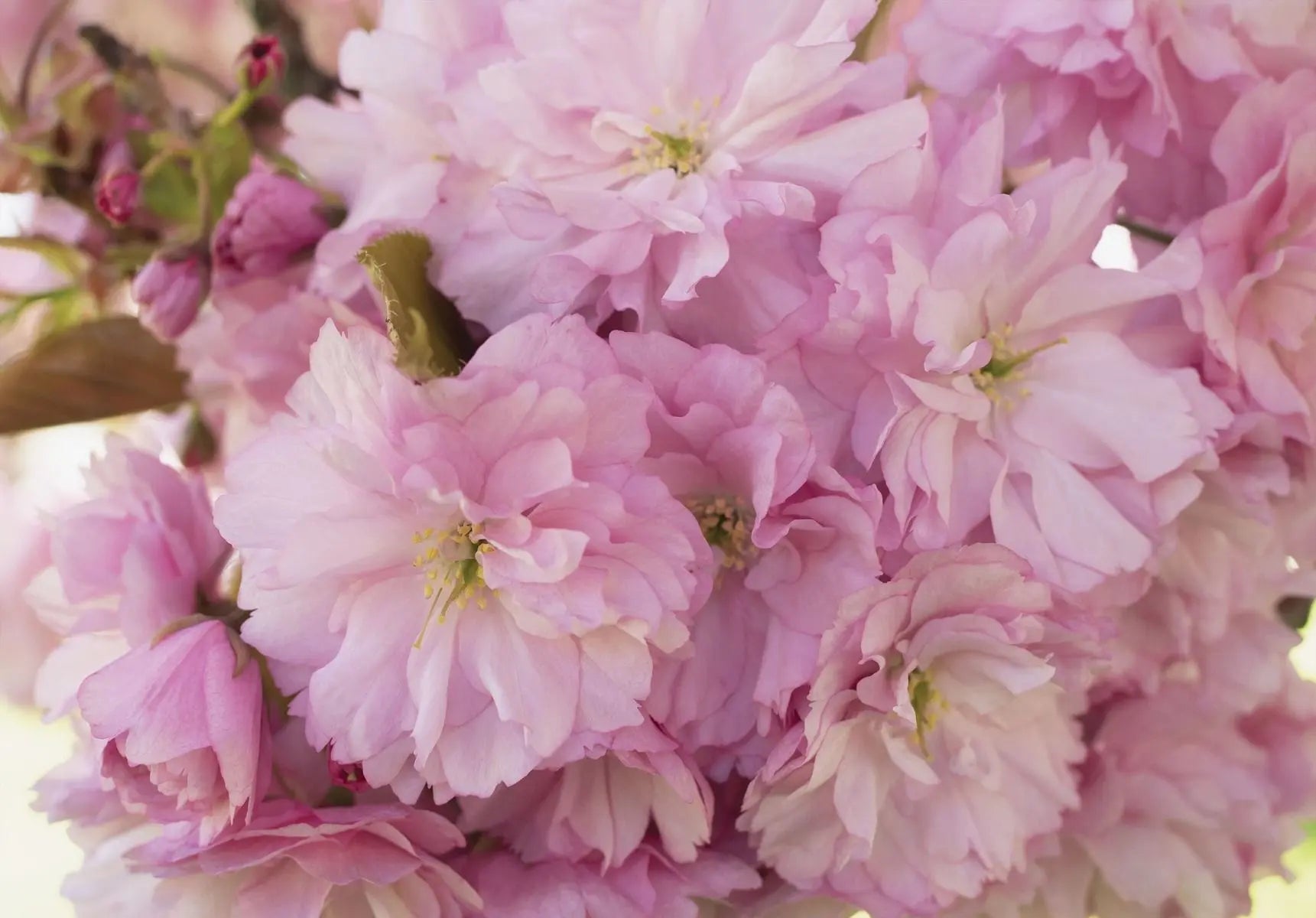 Billede 1 af Fototapet - Lyserøde blomstrende kirsebærtræer