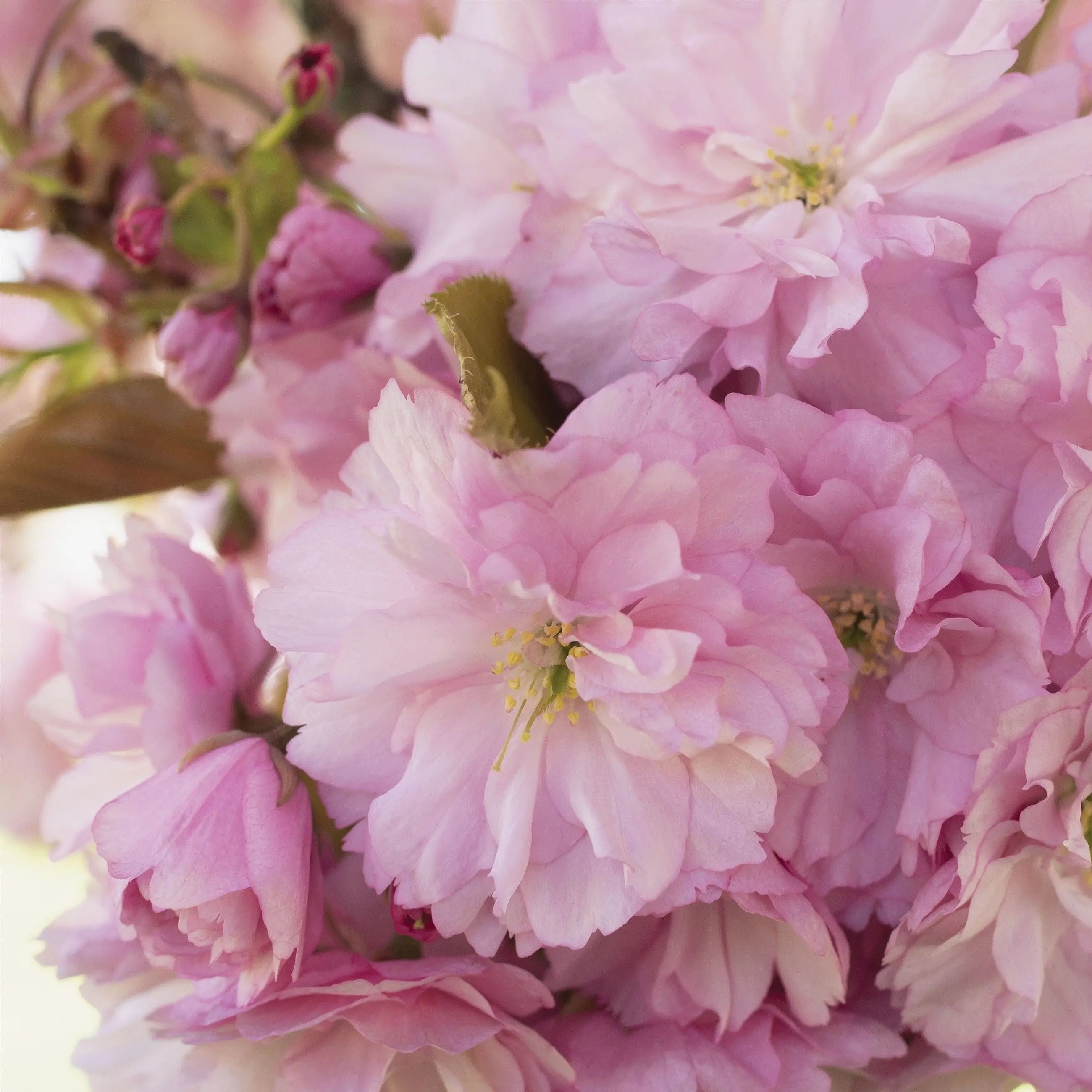 Billede 15 af Fototapet - Lyserøde blomstrende kirsebærtræer