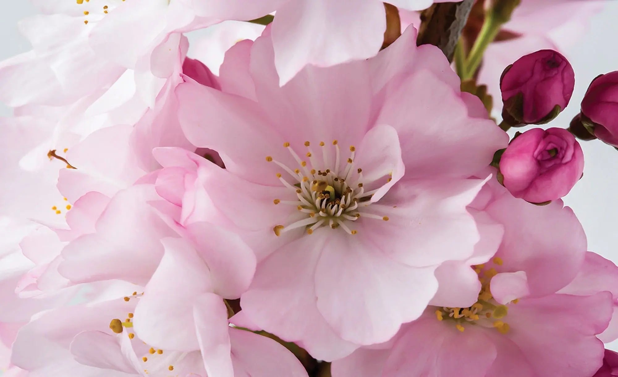 Billede 1 af Fototapet - Lyserøde kirsebærblomster i nærbillede