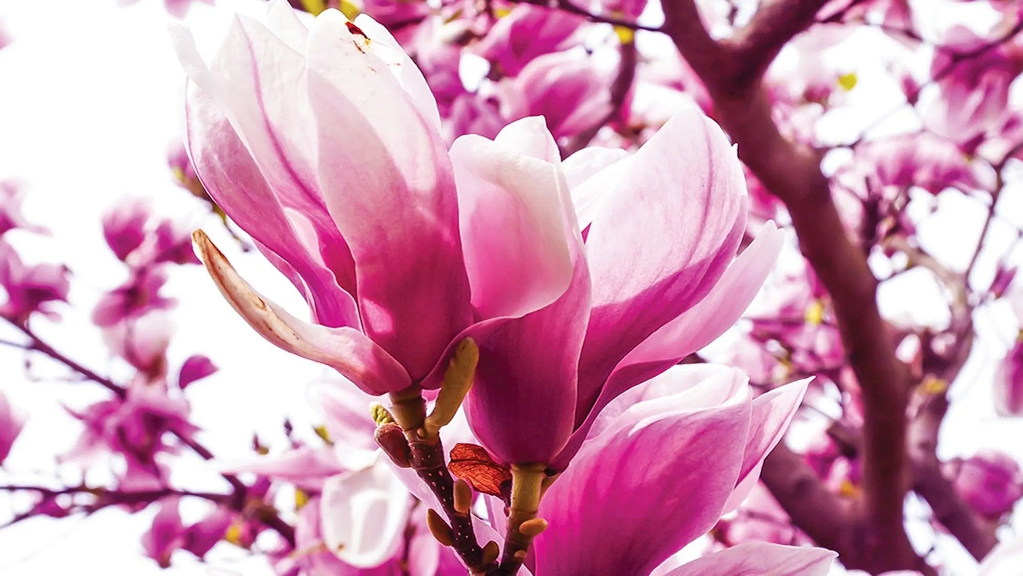 Billede 1 af Fototapet - Lyserøde magnoliablomster på grene