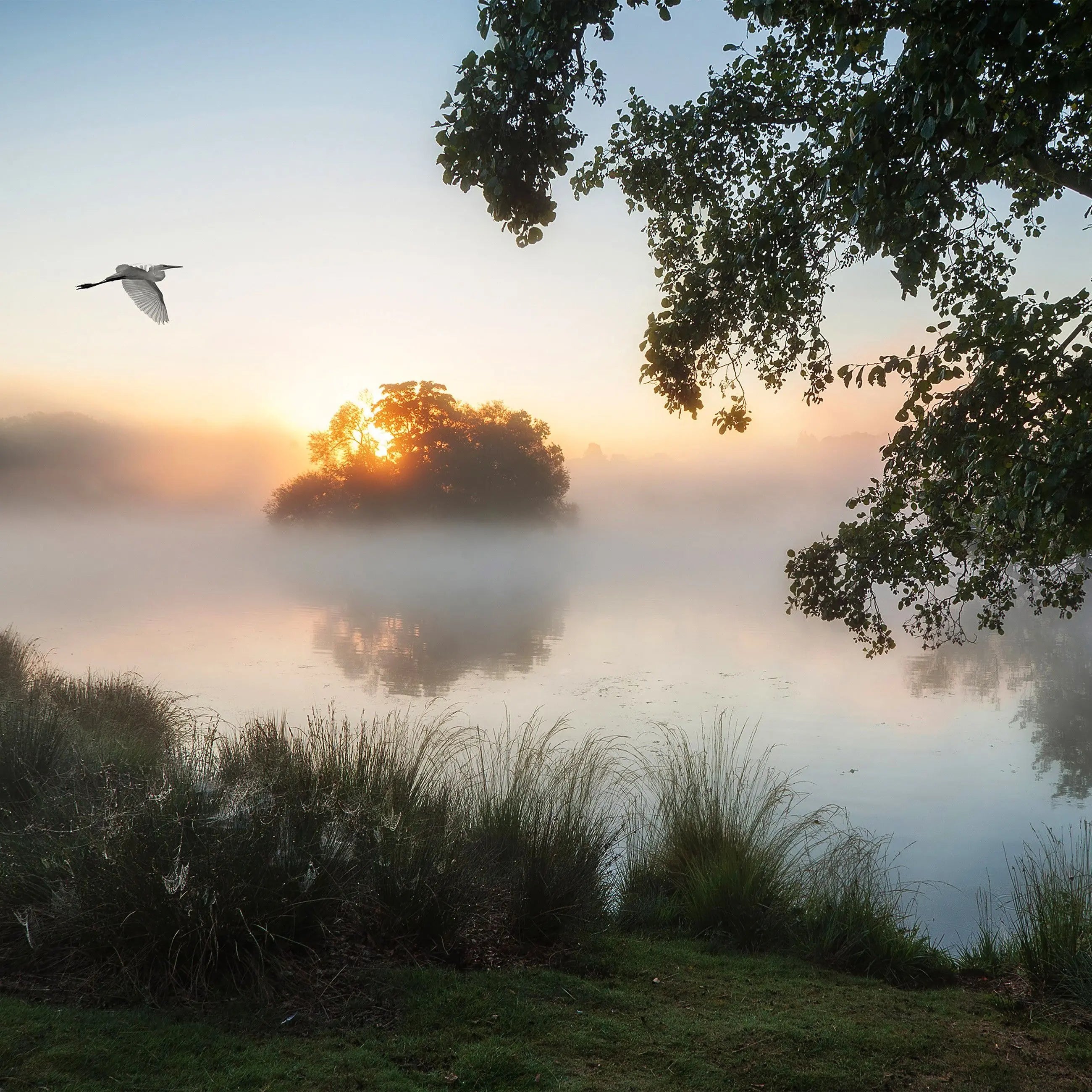 Billede 7 af Fototapet - Morgentåge over sø med træ i forgrunden