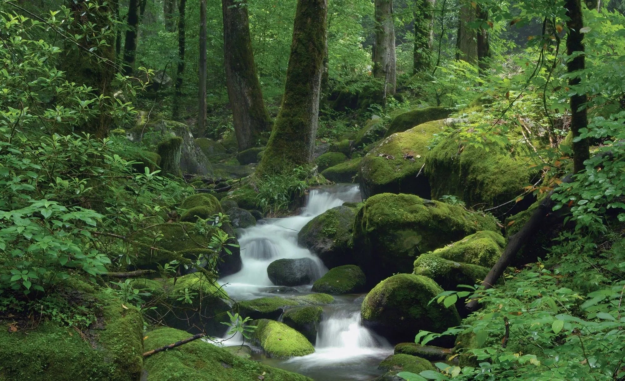 Billede 1 af Fototapet - Mosebeklædt skov med bæk og klipper