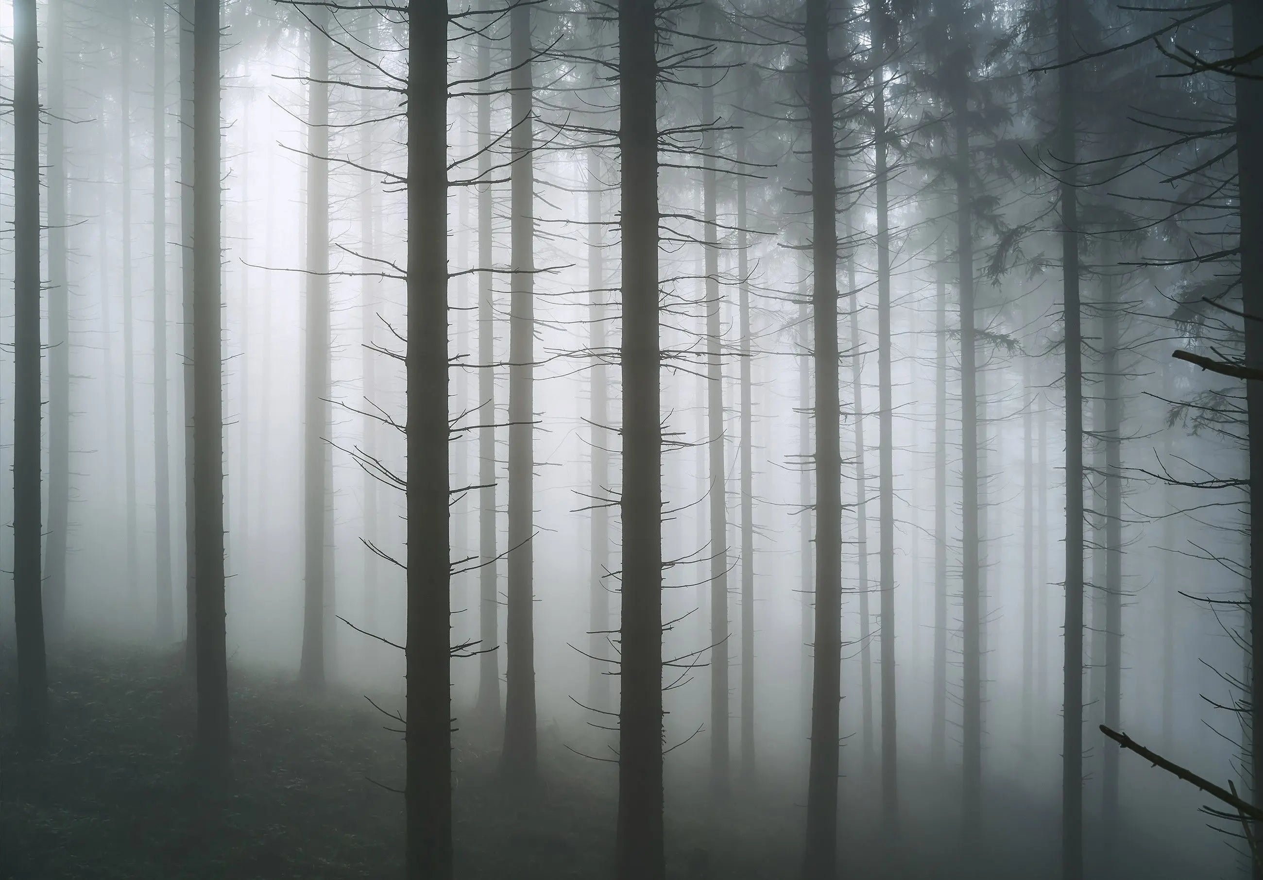 Billede 1 af Fototapet - Nåleskov i tåge