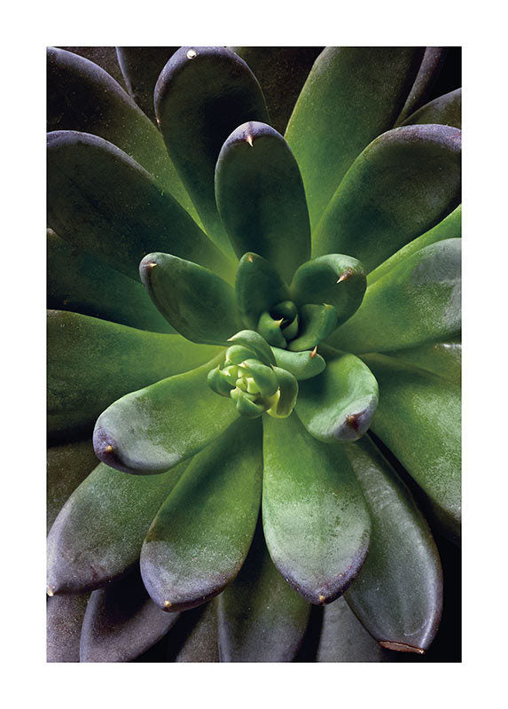 Succulent plante - Køb flot plakat med plante