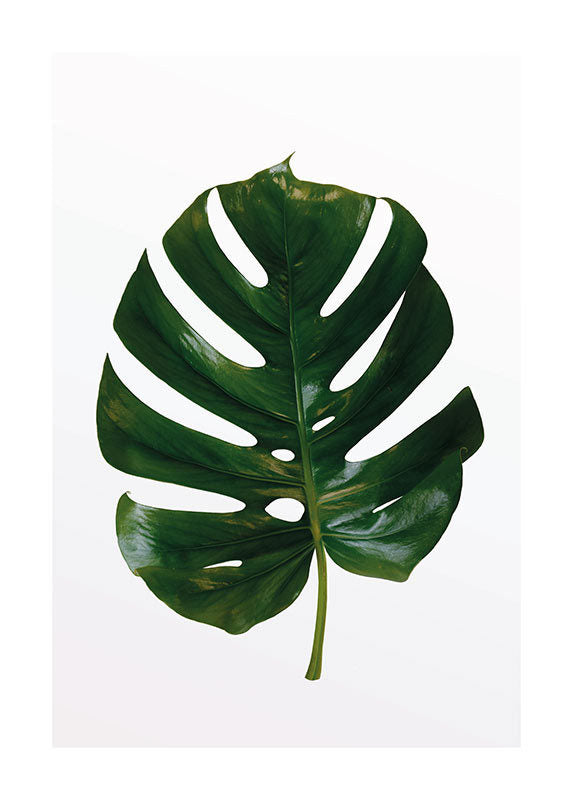 Fingerfilodendron palmeblad - Køb plakat med monstera blad