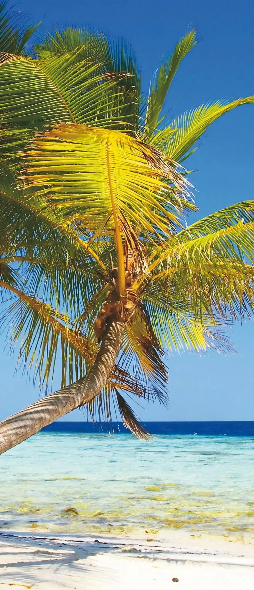 Billede 10 af Fototapet - Palmer på tropisk strand med blå himmel