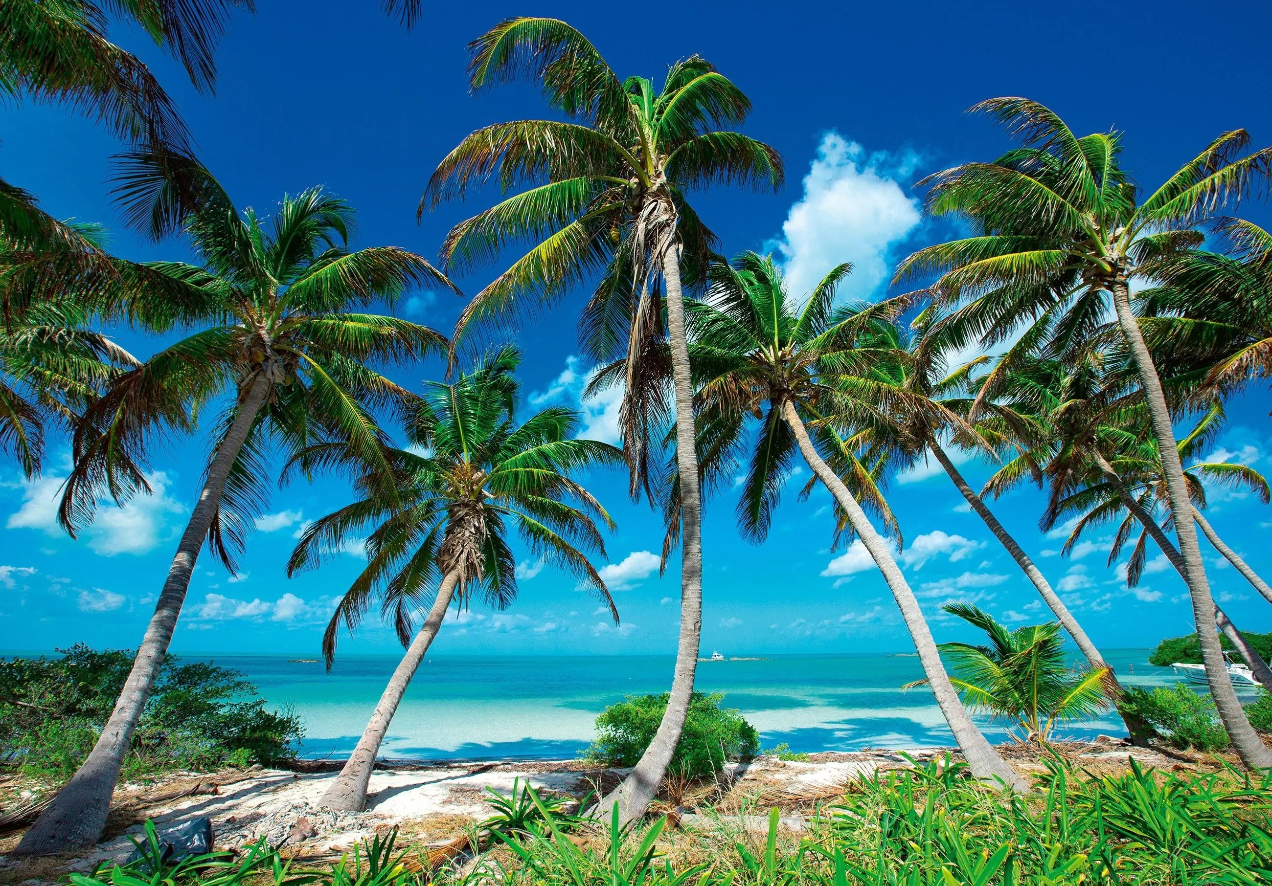 Billede 1 af Fototapet - Palmer ved tropisk strand med blå himmel