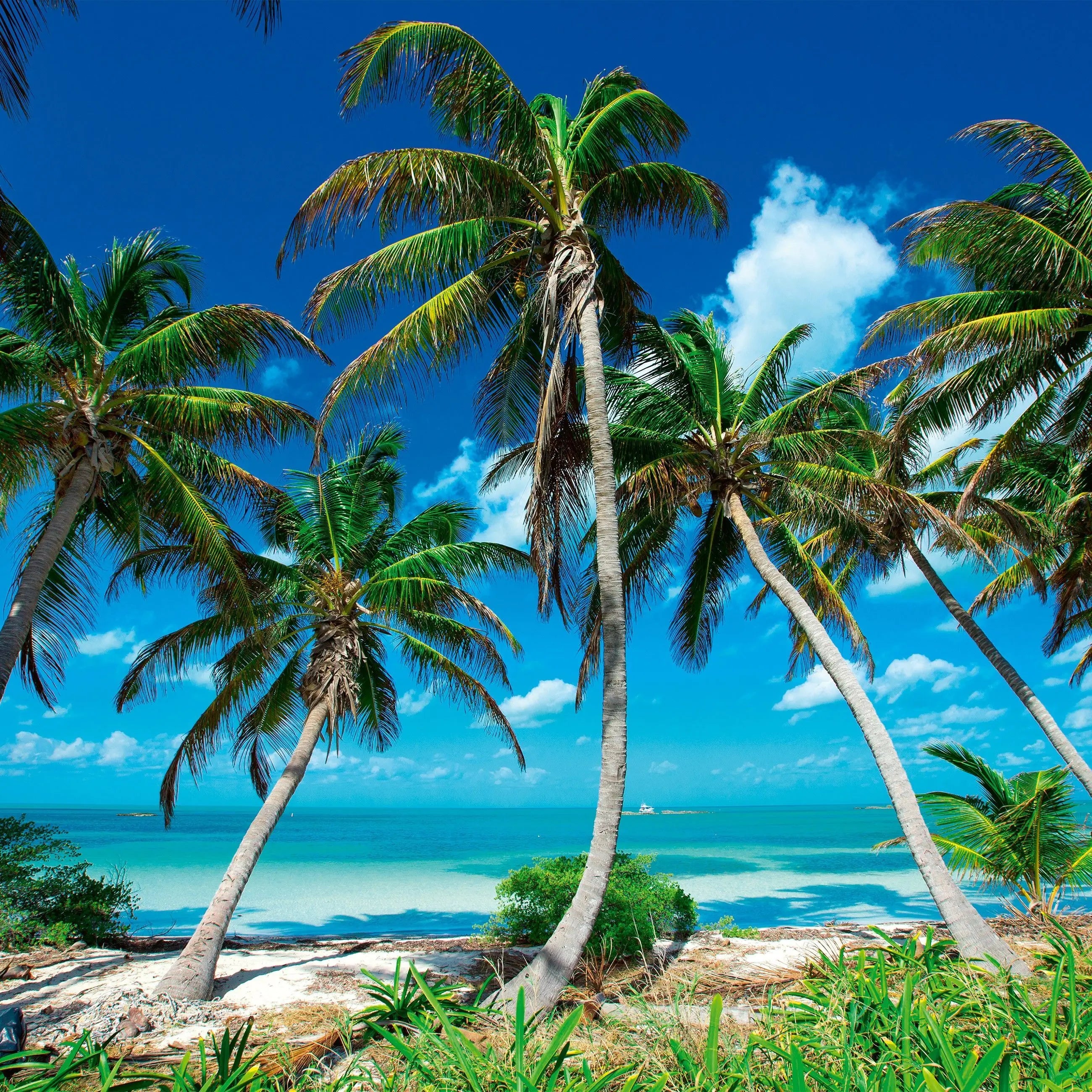 Billede 7 af Fototapet - Palmer ved tropisk strand med blå himmel