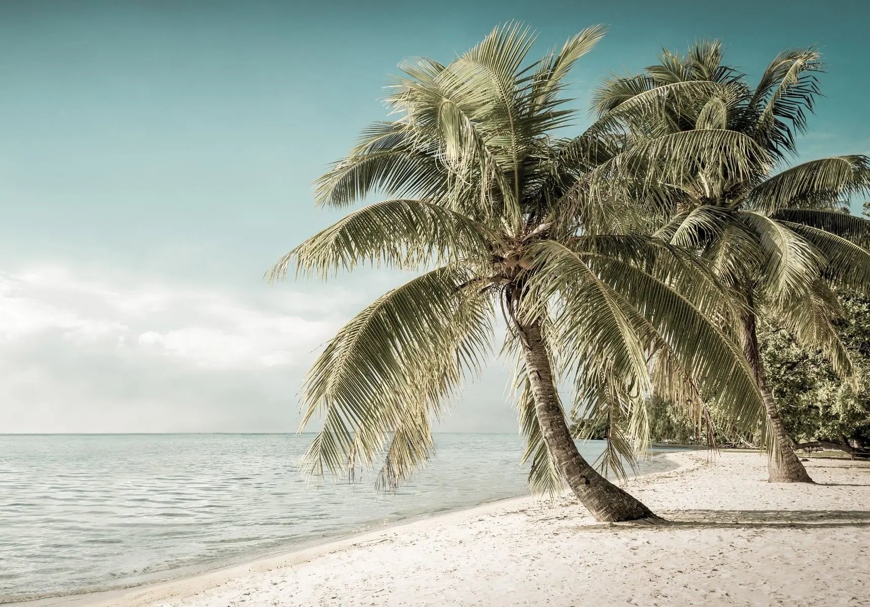 Billede 1 af Fototapet - Palmetræer ved strand