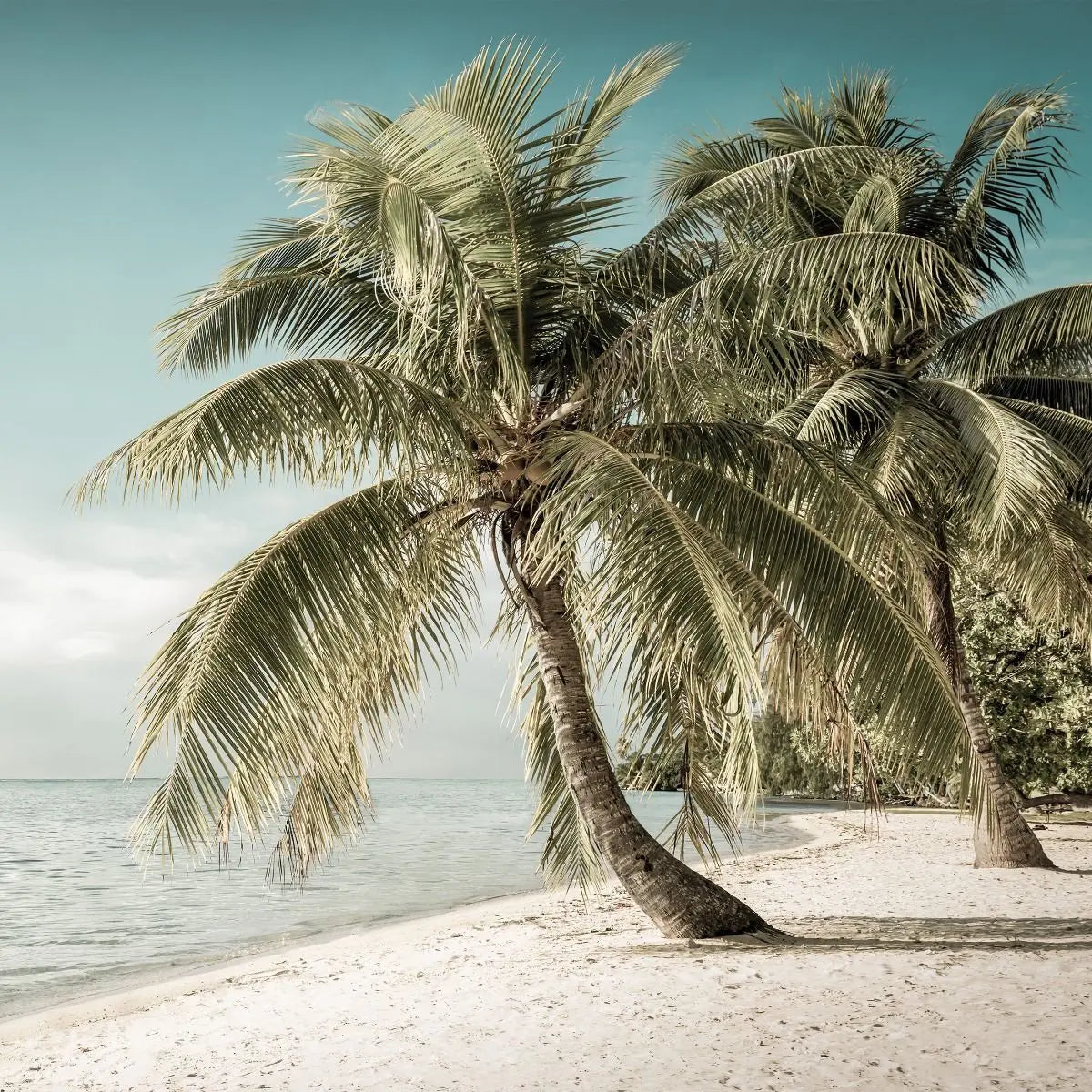 Billede 7 af Fototapet - Palmetræer ved strand