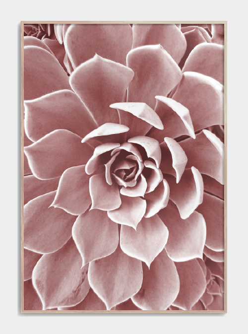 Pink Succulent plakat 30X40cm. - Køb poster med succulent plante