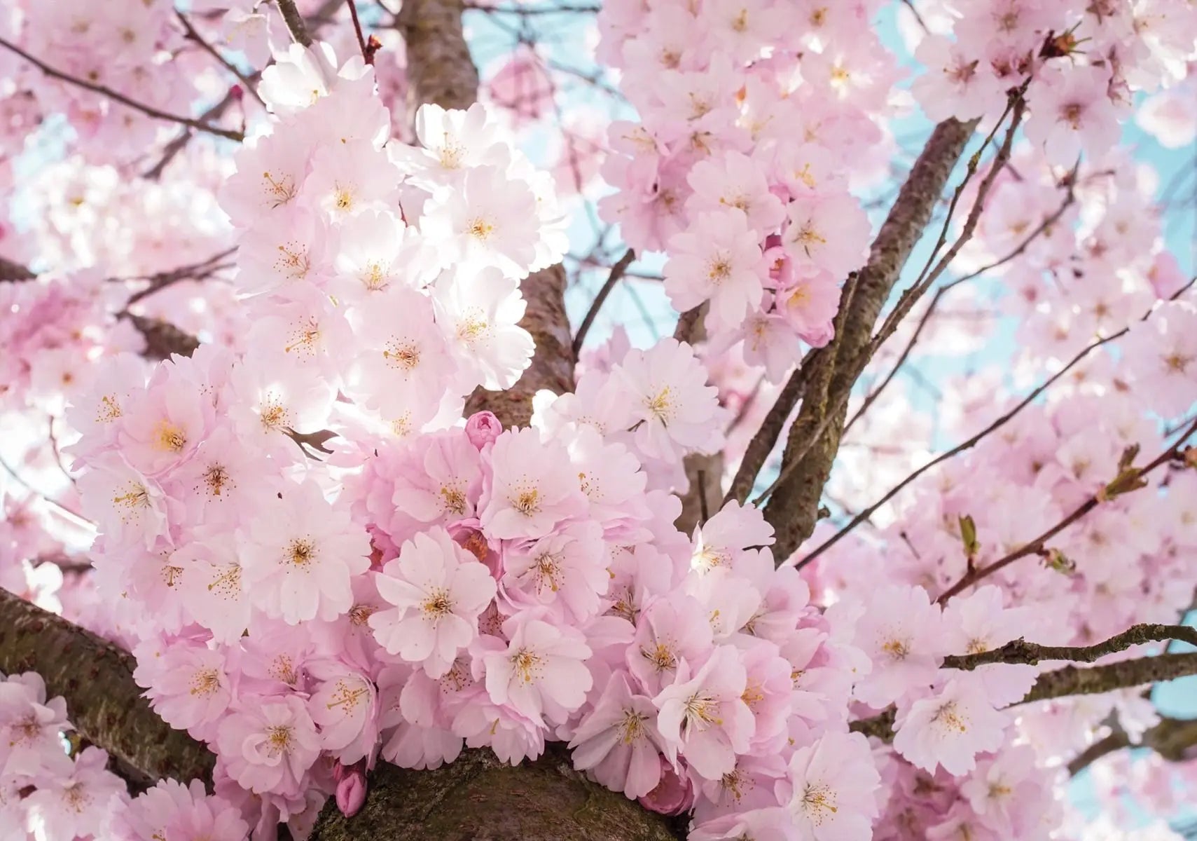 Billede 1 af Fototapet - Rosa kirsebærblomster på trægrene