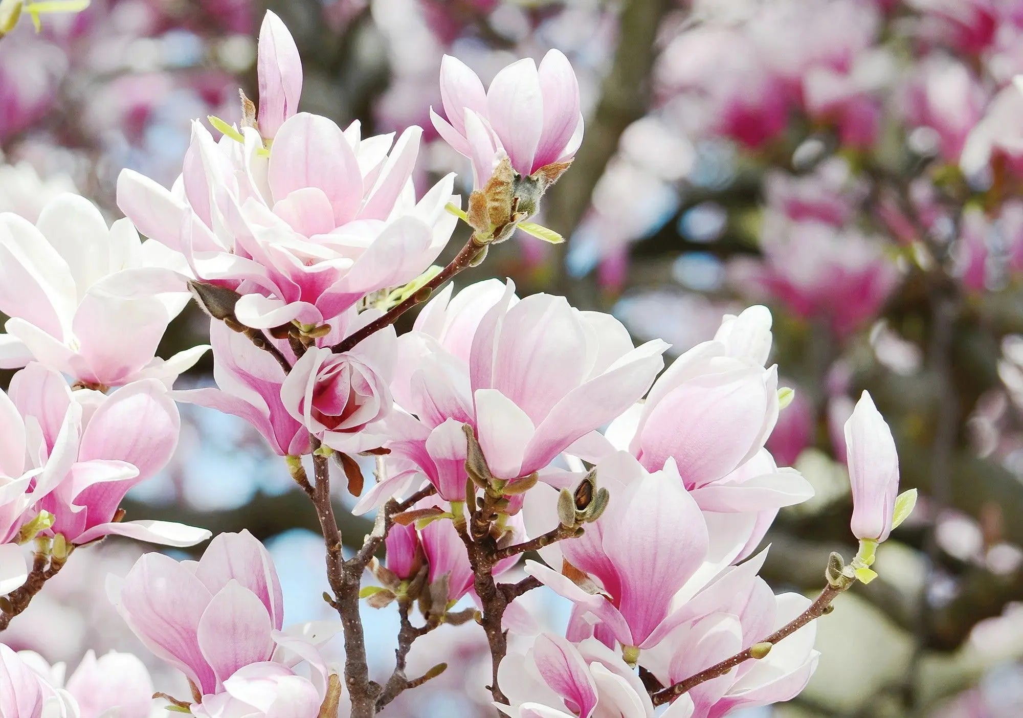 Billede 1 af Fototapet - Rosa og hvide magnoliablomster på træ