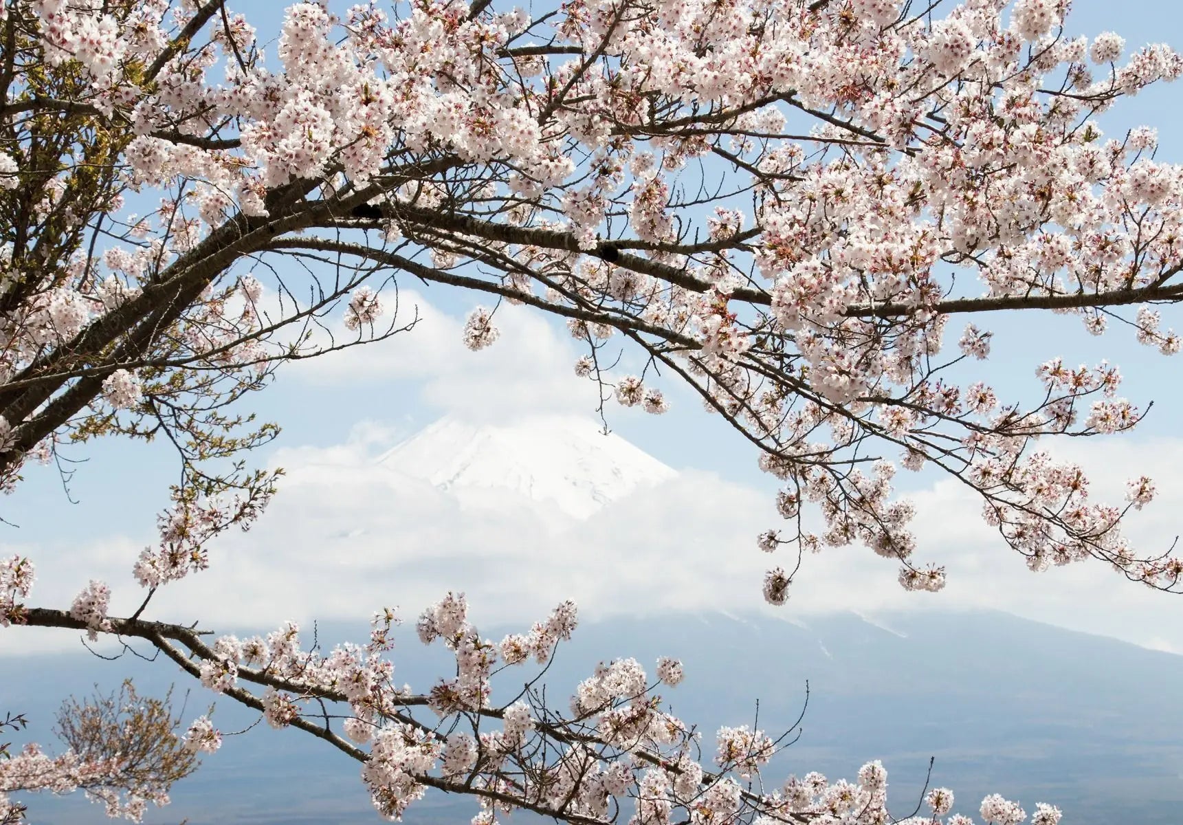 Billede 1 af Fototapet - Sakuratræ med udsigt til Mount Fuji