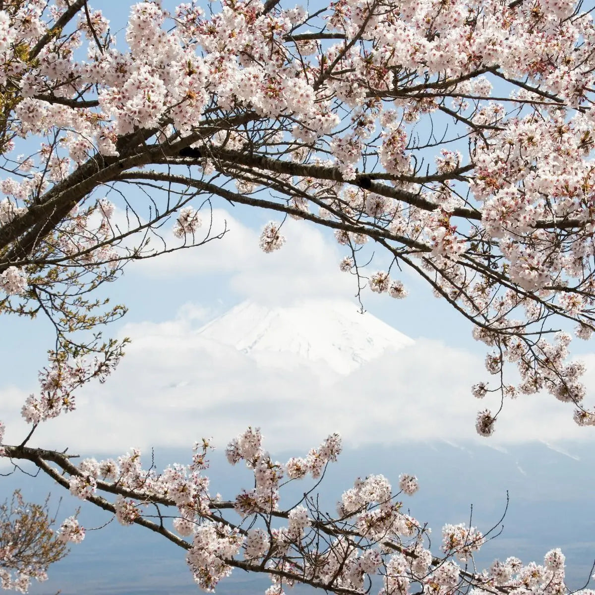 Billede 7 af Fototapet - Sakuratræ med udsigt til Mount Fuji