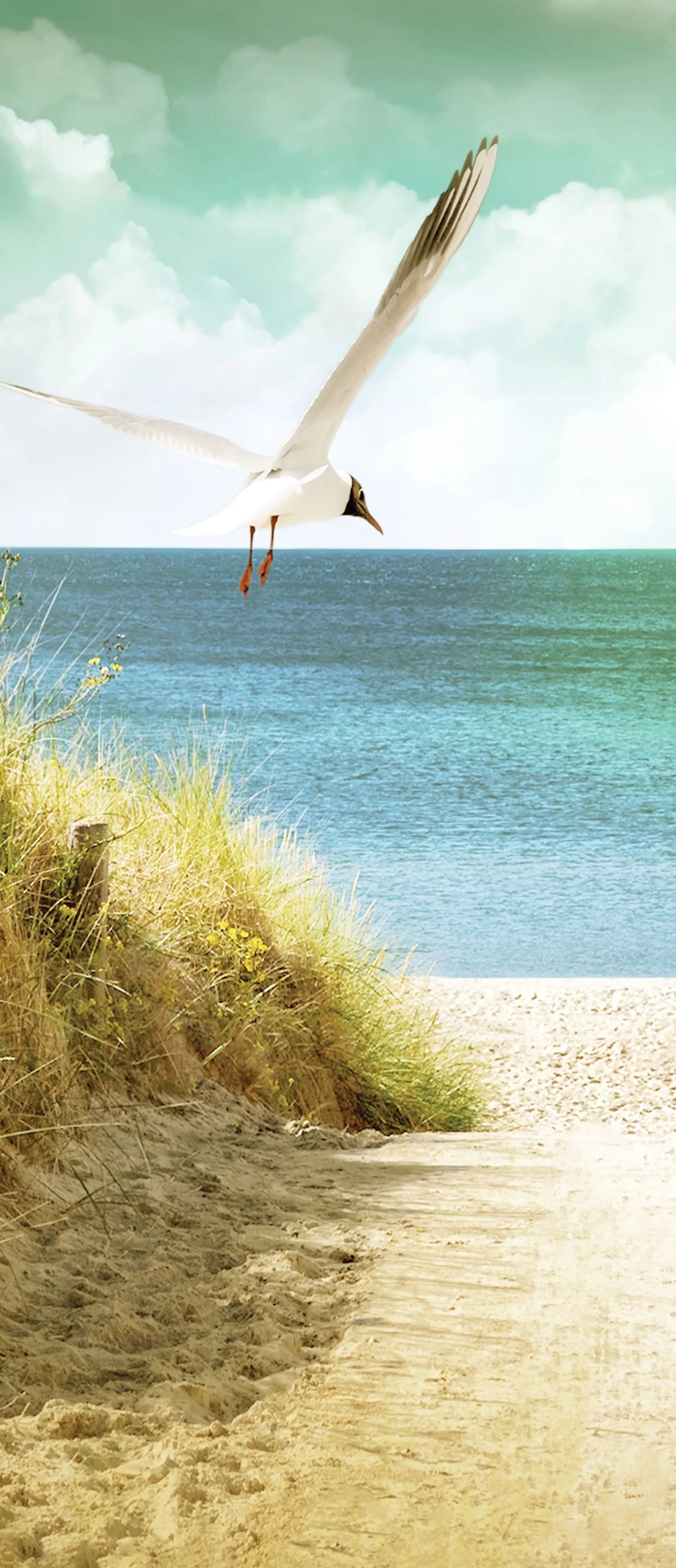 Billede 15 af Fototapet - Sandsti til havet med flyvende måge