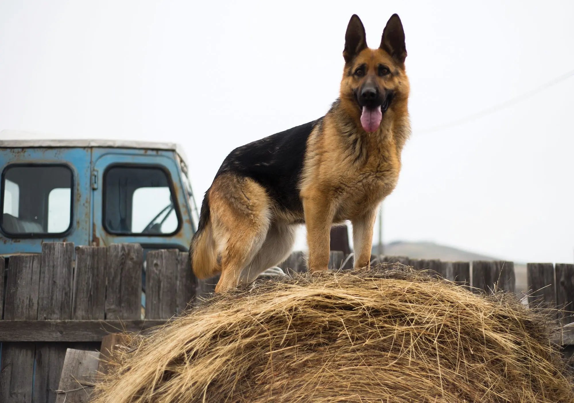 Billede 1 af Fototapet - Schæferhund står på høballe ved blå lastbil